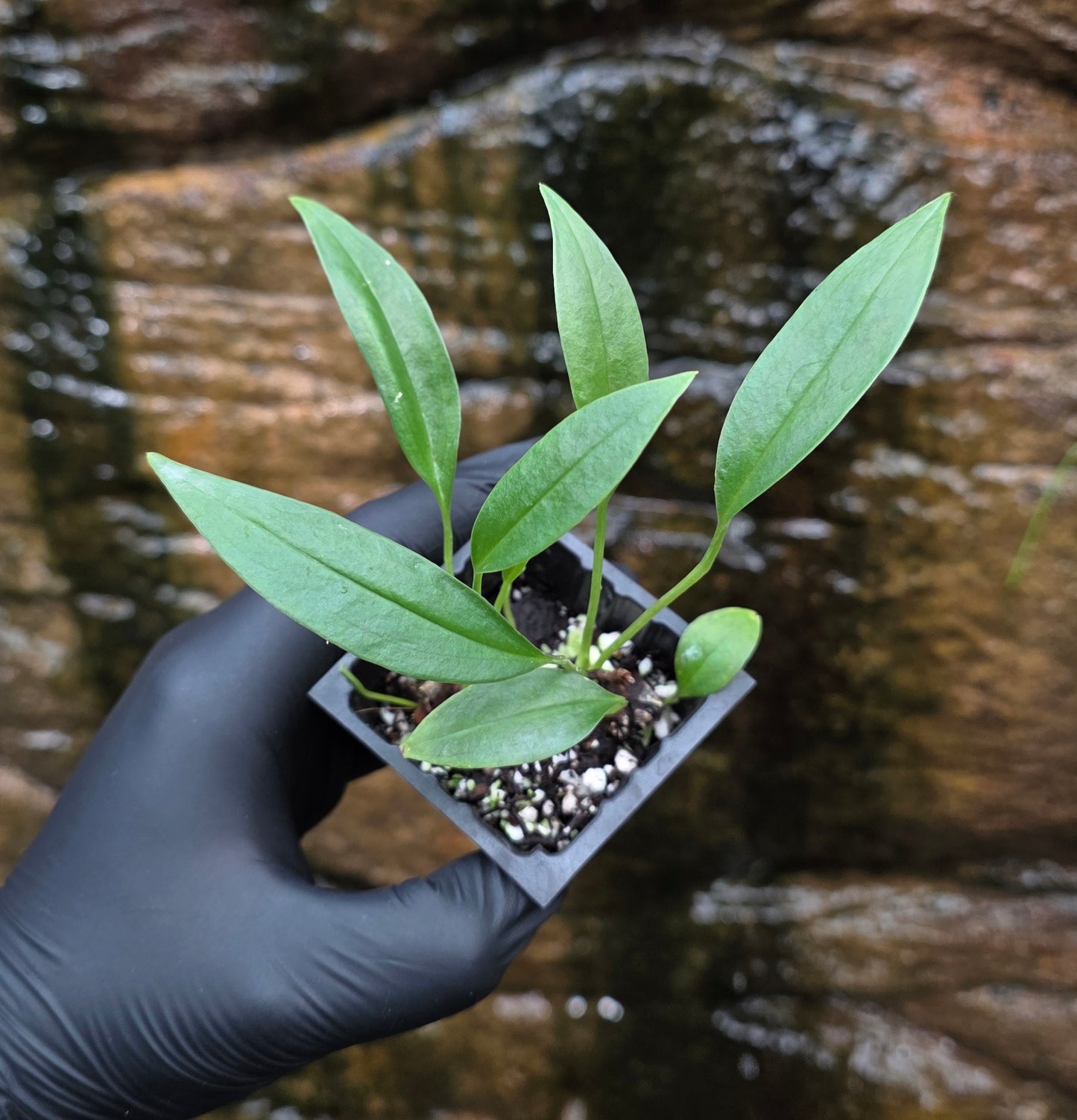 Anthurium bakerii