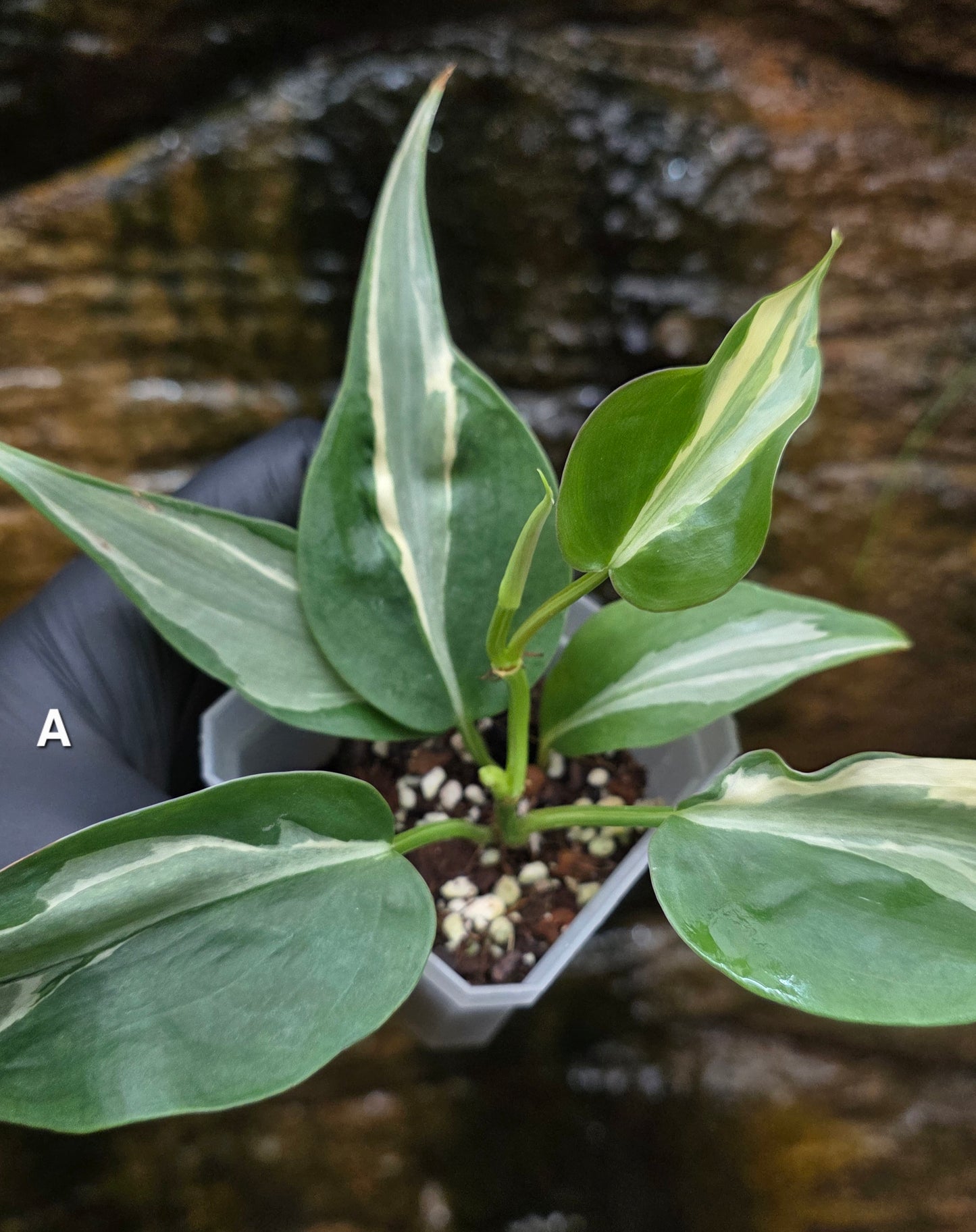 Philodendron Rio