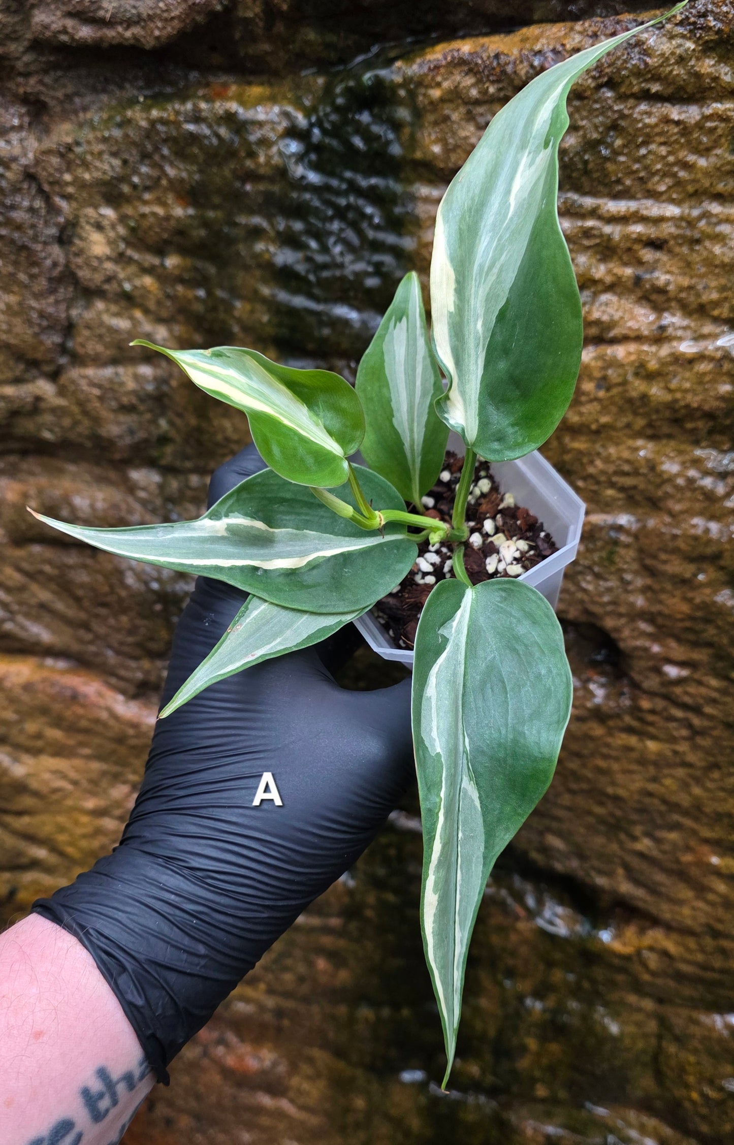 Philodendron Rio