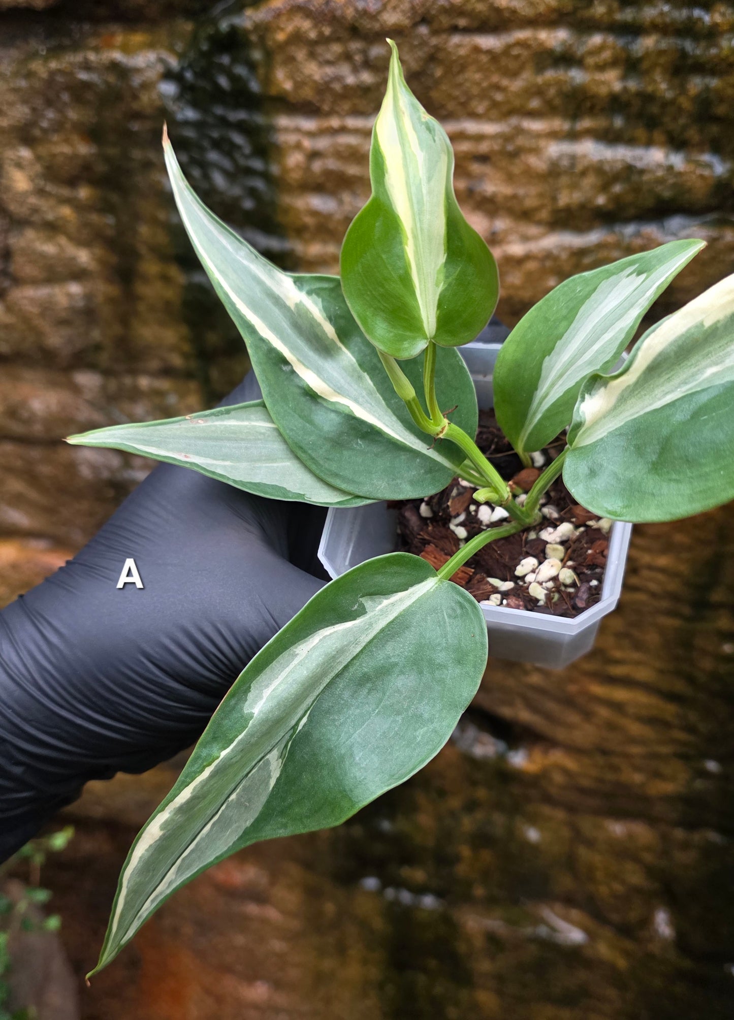 Philodendron Rio