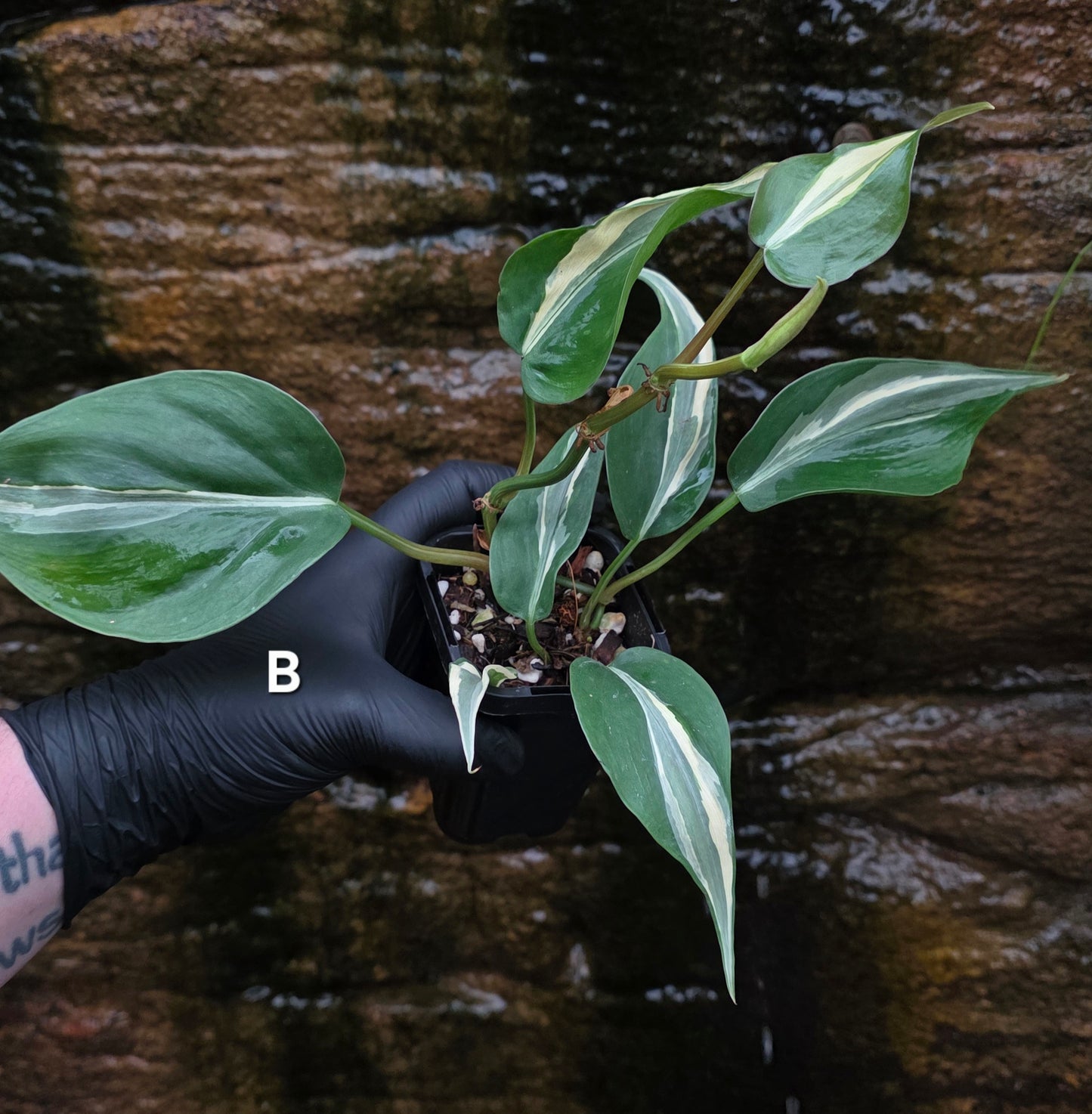 Philodendron Rio