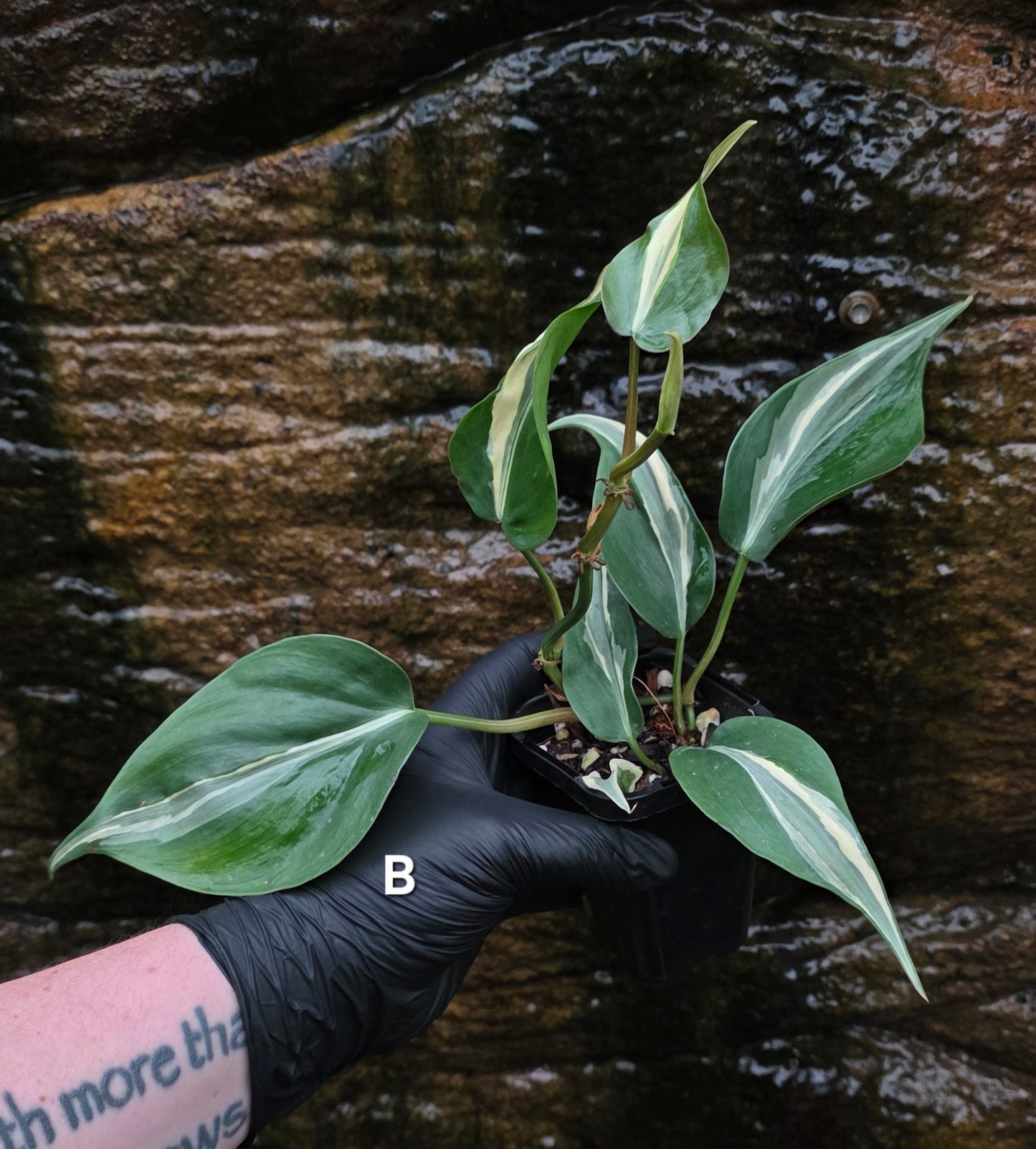 Philodendron Rio