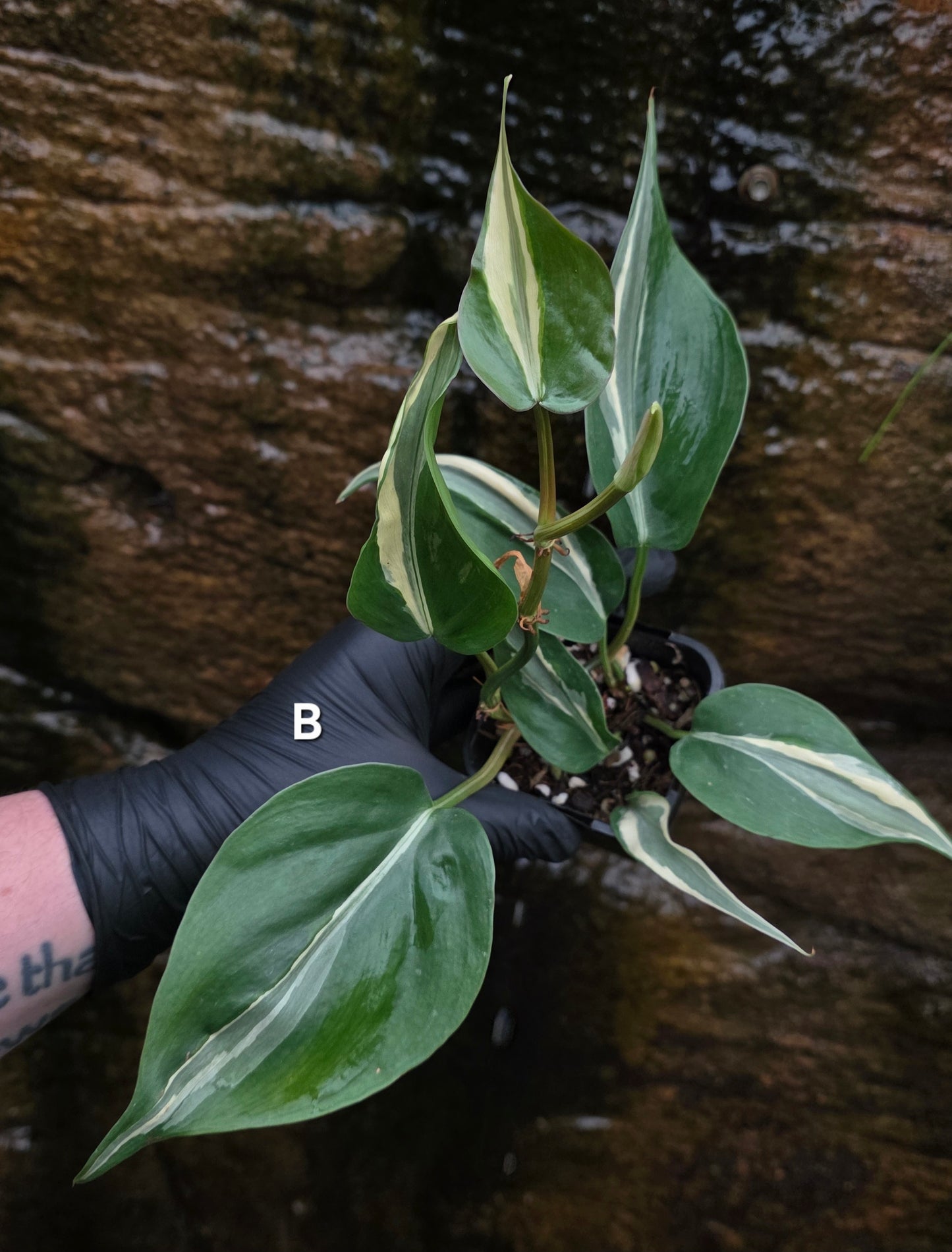 Philodendron Rio