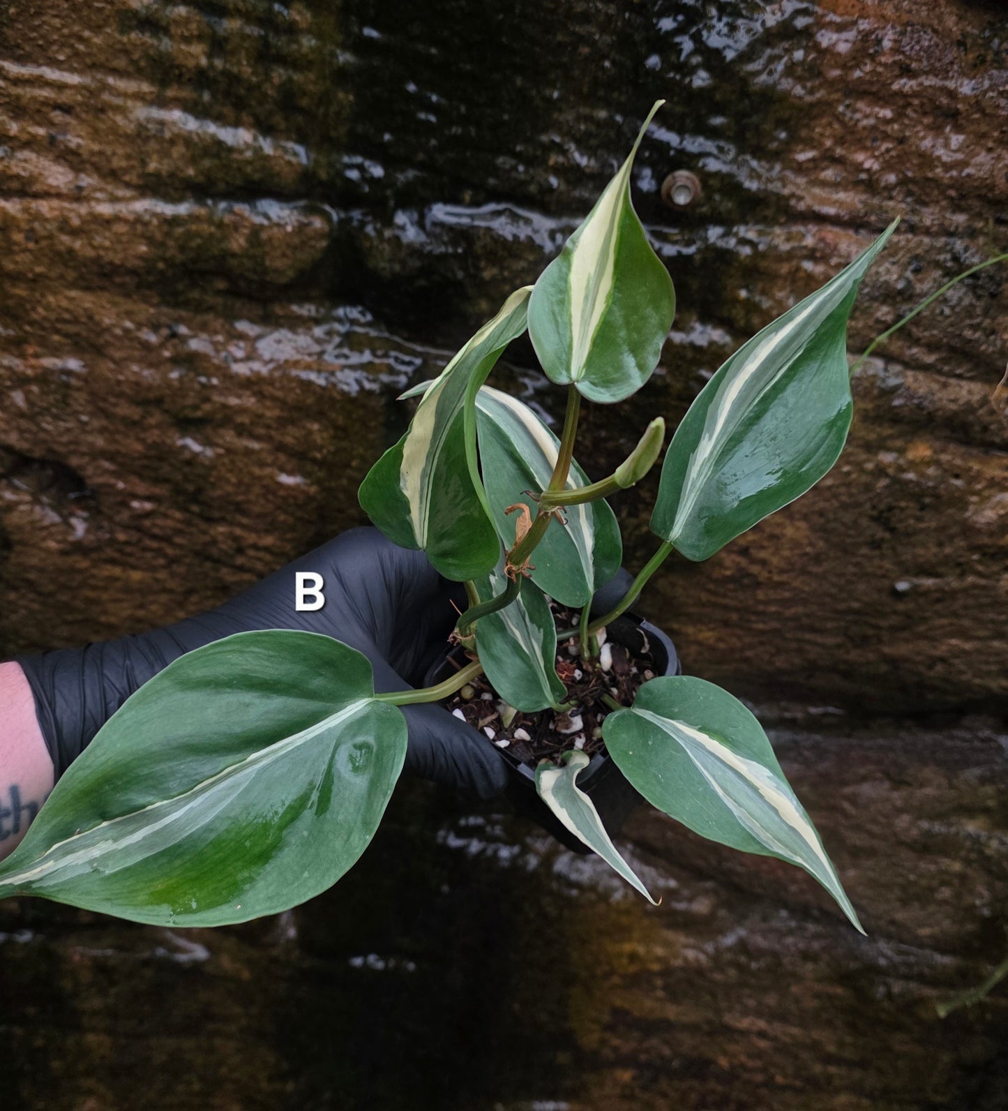 Philodendron Rio