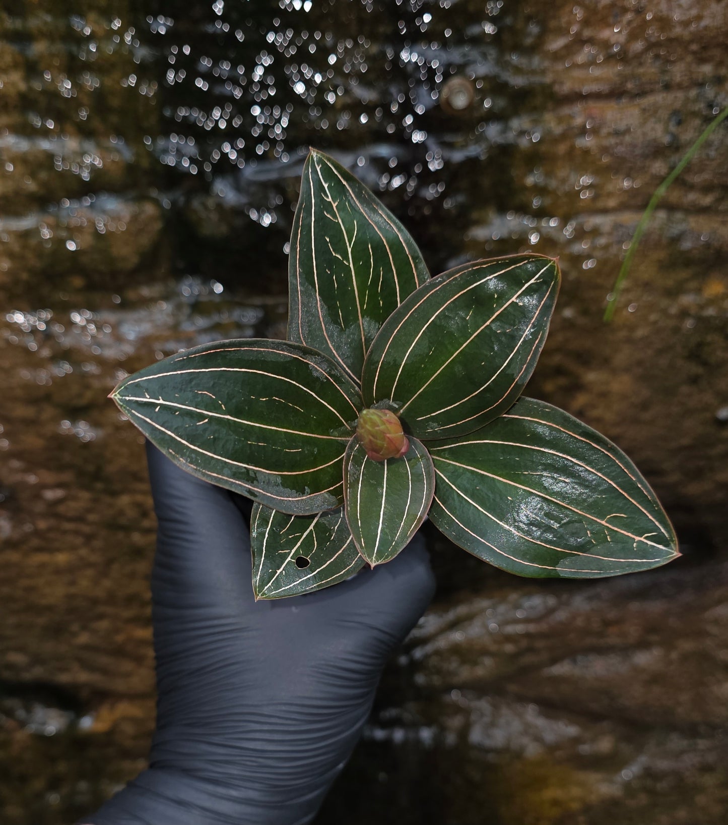 Ludisia Discolor Jewel Orchid