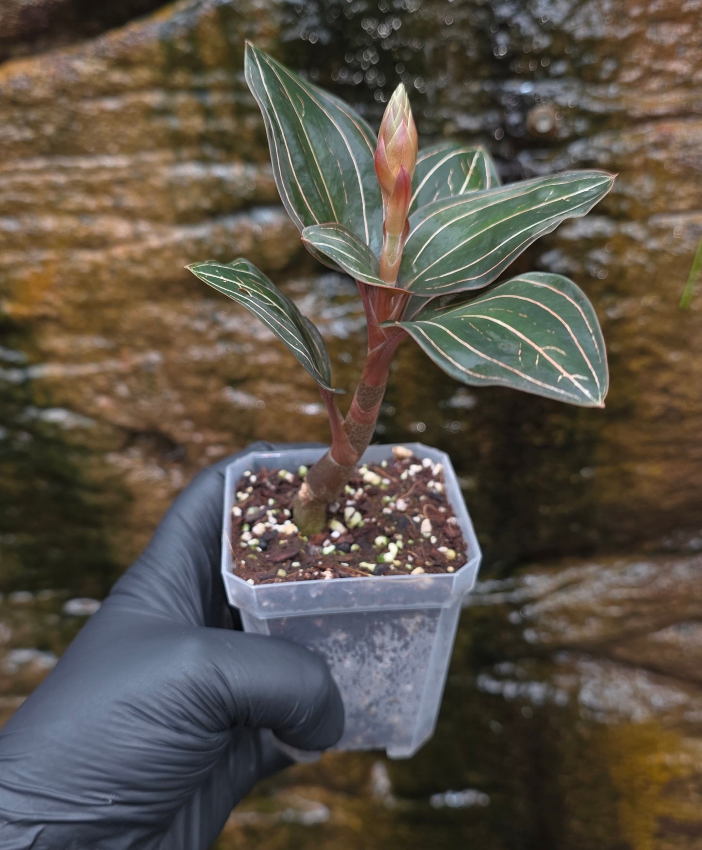 Ludisia Discolor Jewel Orchid