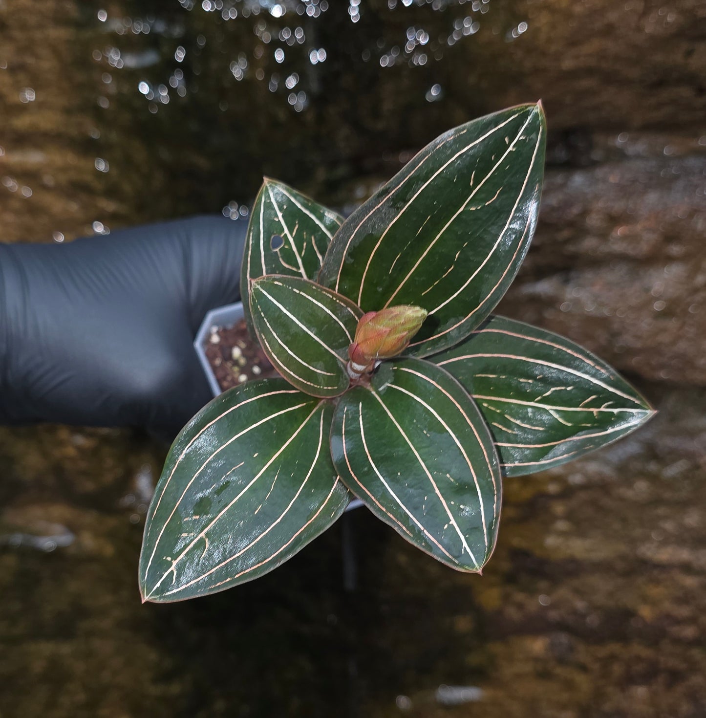 Ludisia Discolor Jewel Orchid