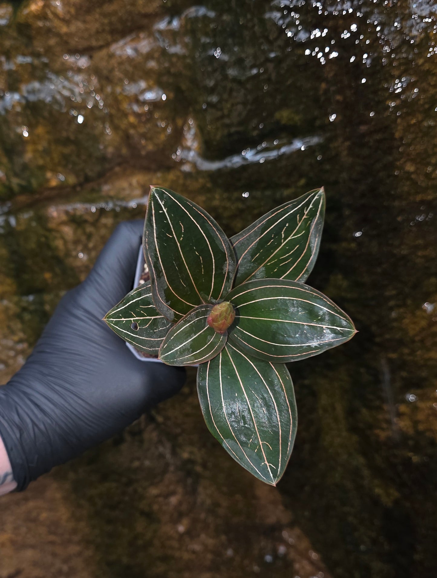 Ludisia Discolor Jewel Orchid