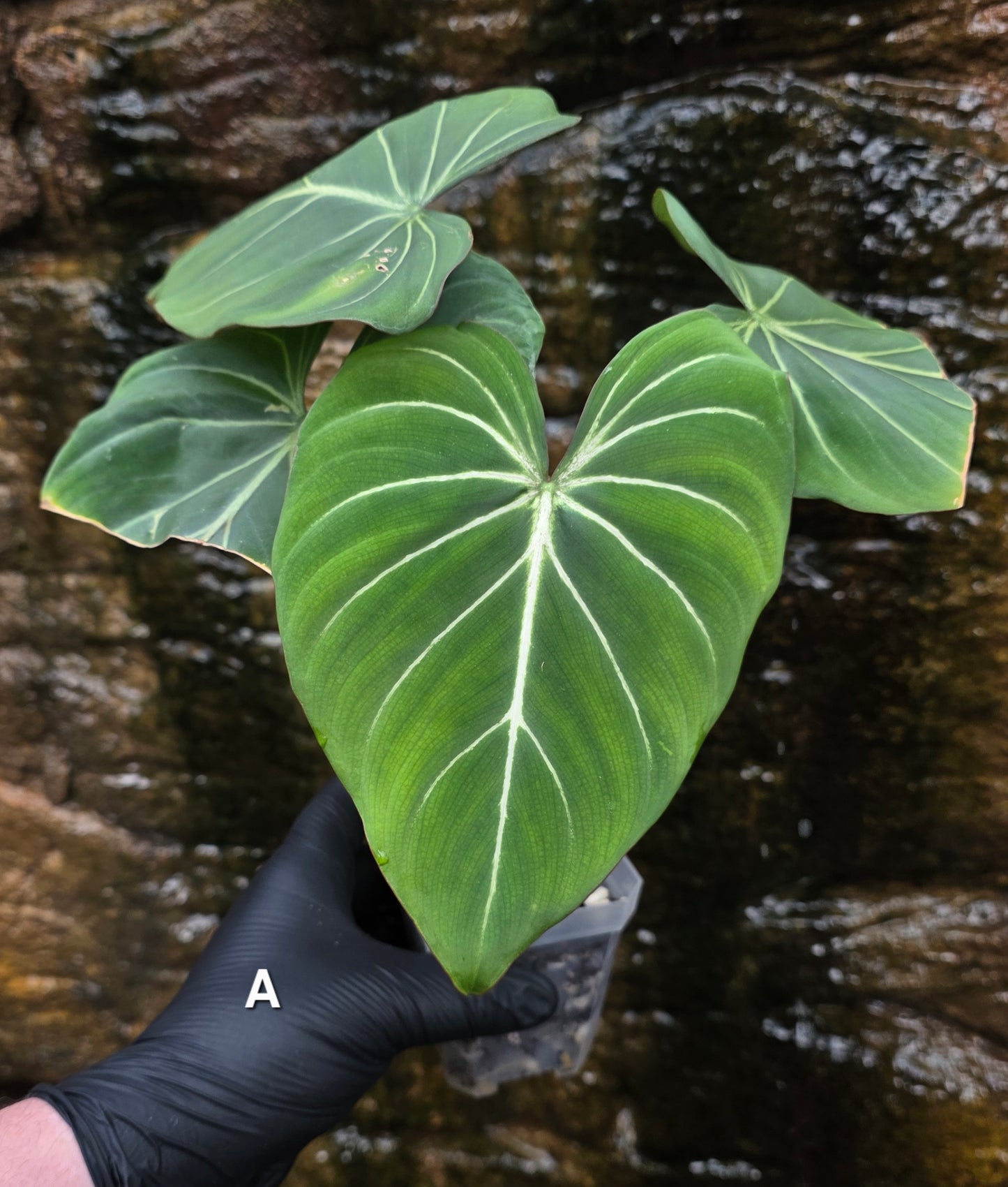 Philodendron Gloriosum "White Veins"