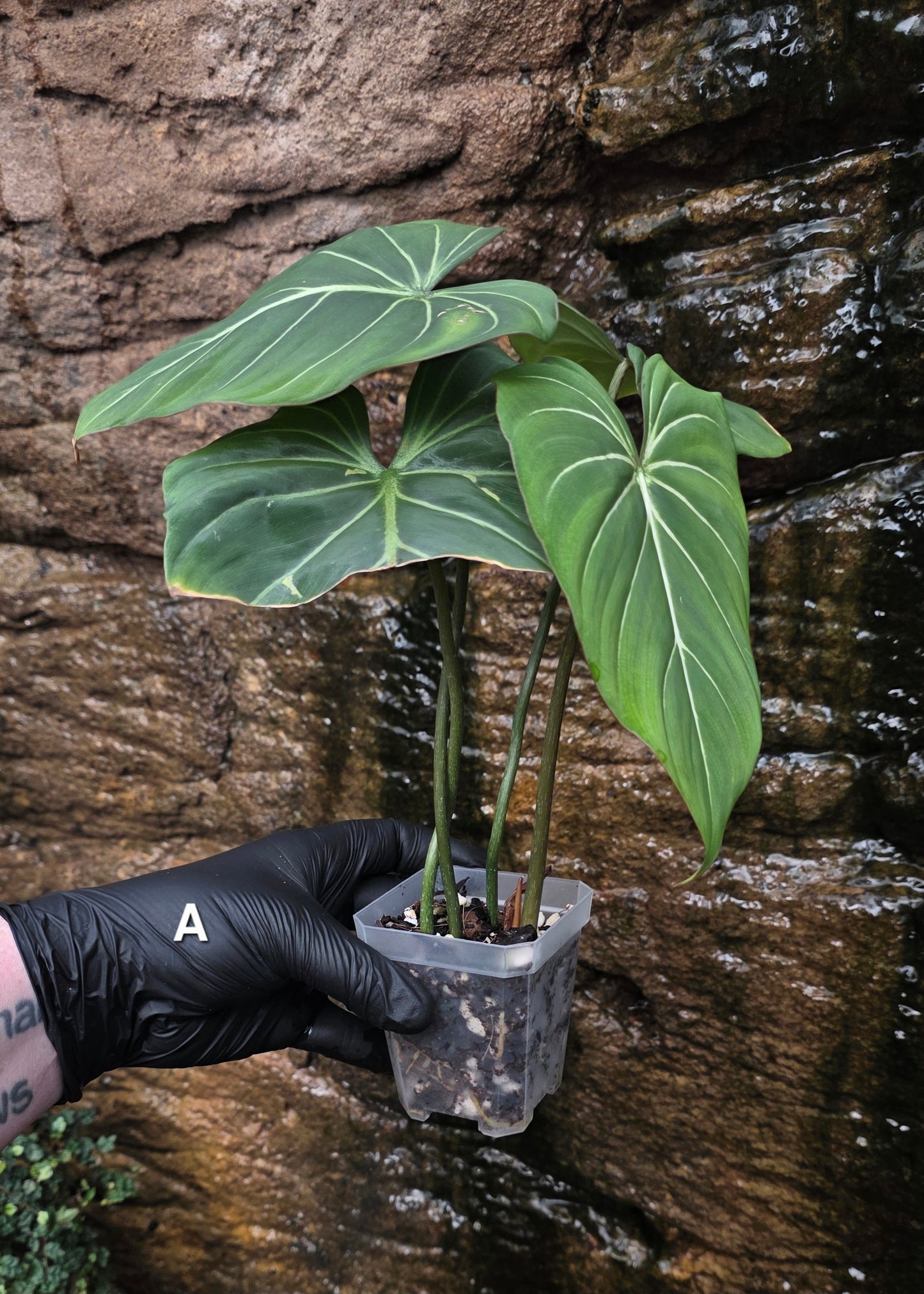 Philodendron Gloriosum "White Veins"