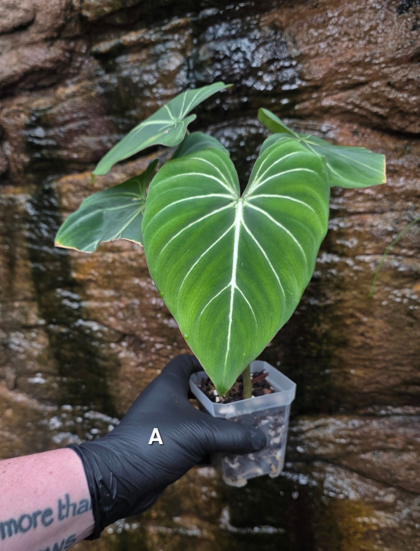 Philodendron Gloriosum "White Veins"