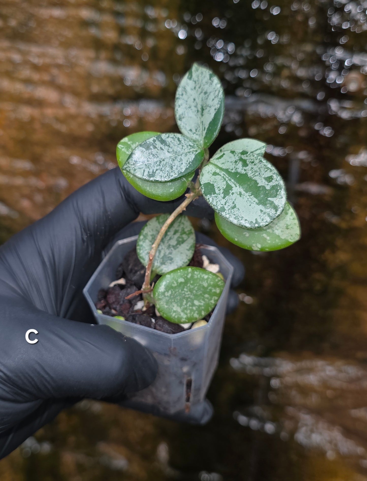 Hoya Mathilde Splash