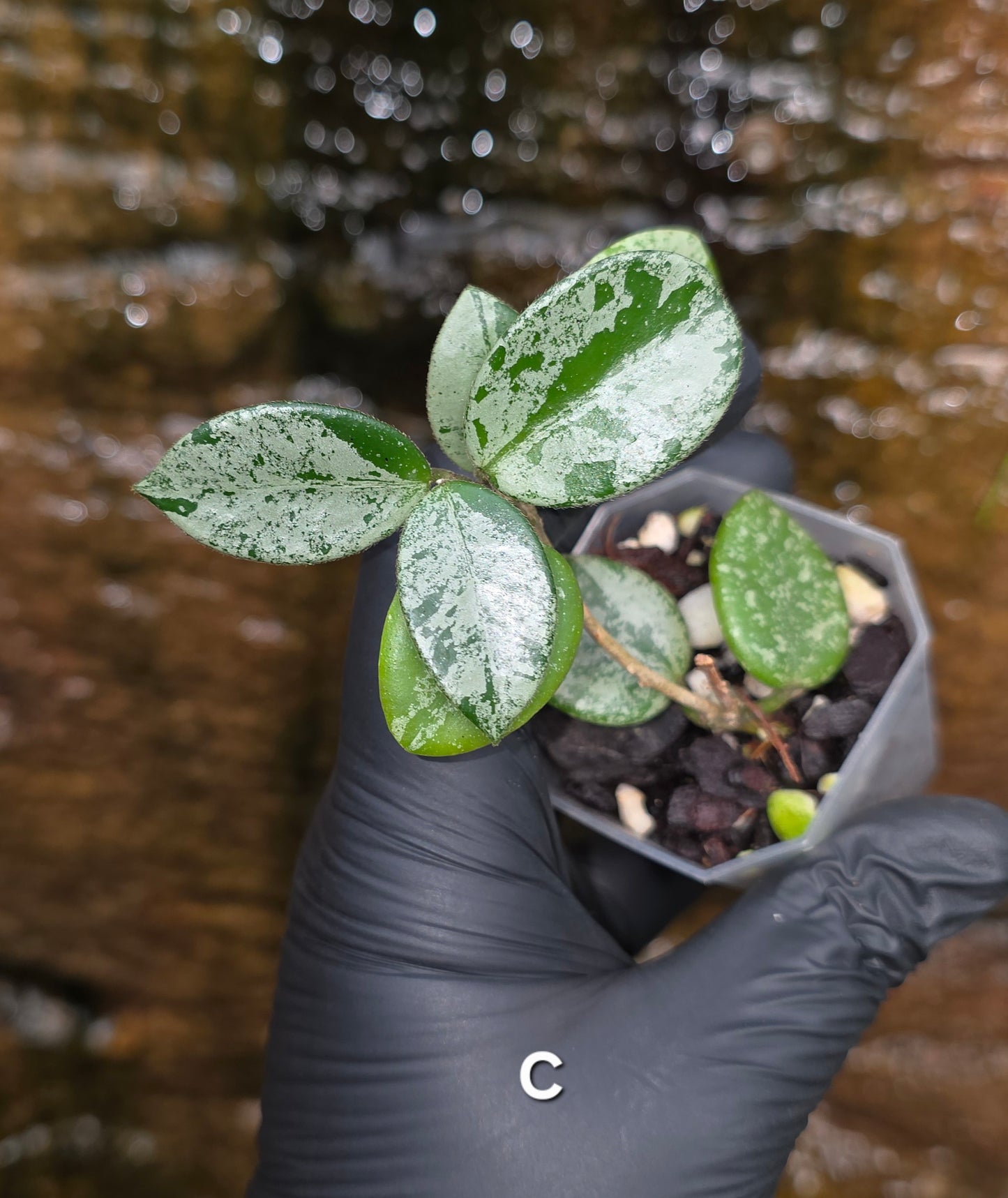 Hoya Mathilde Splash