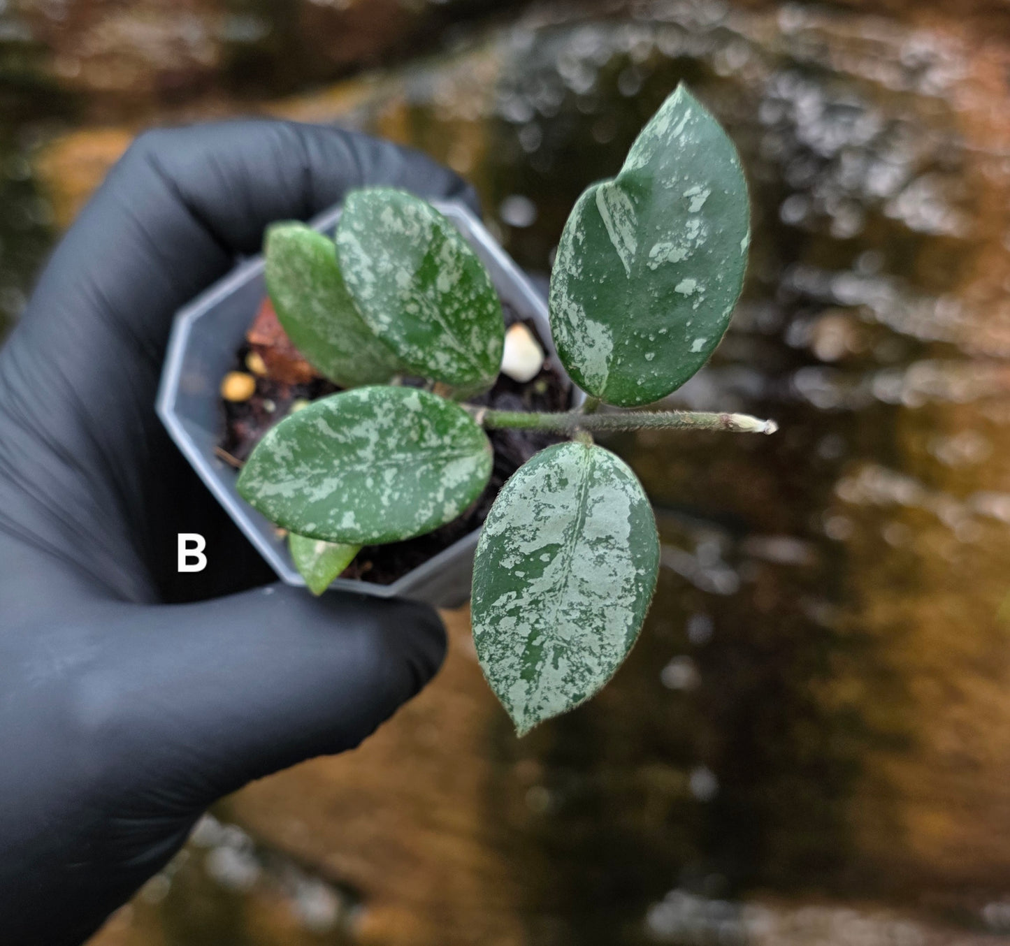 Hoya Mathilde Splash