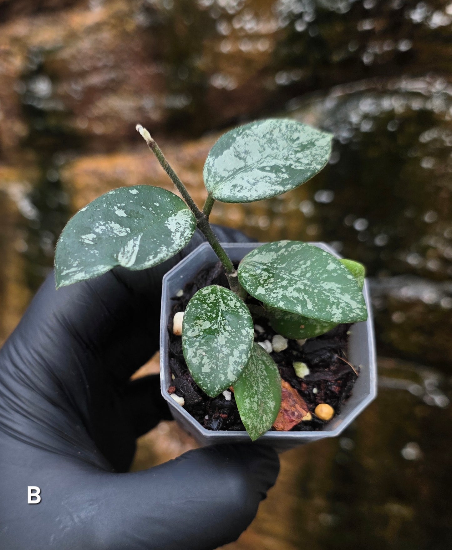 Hoya Mathilde Splash