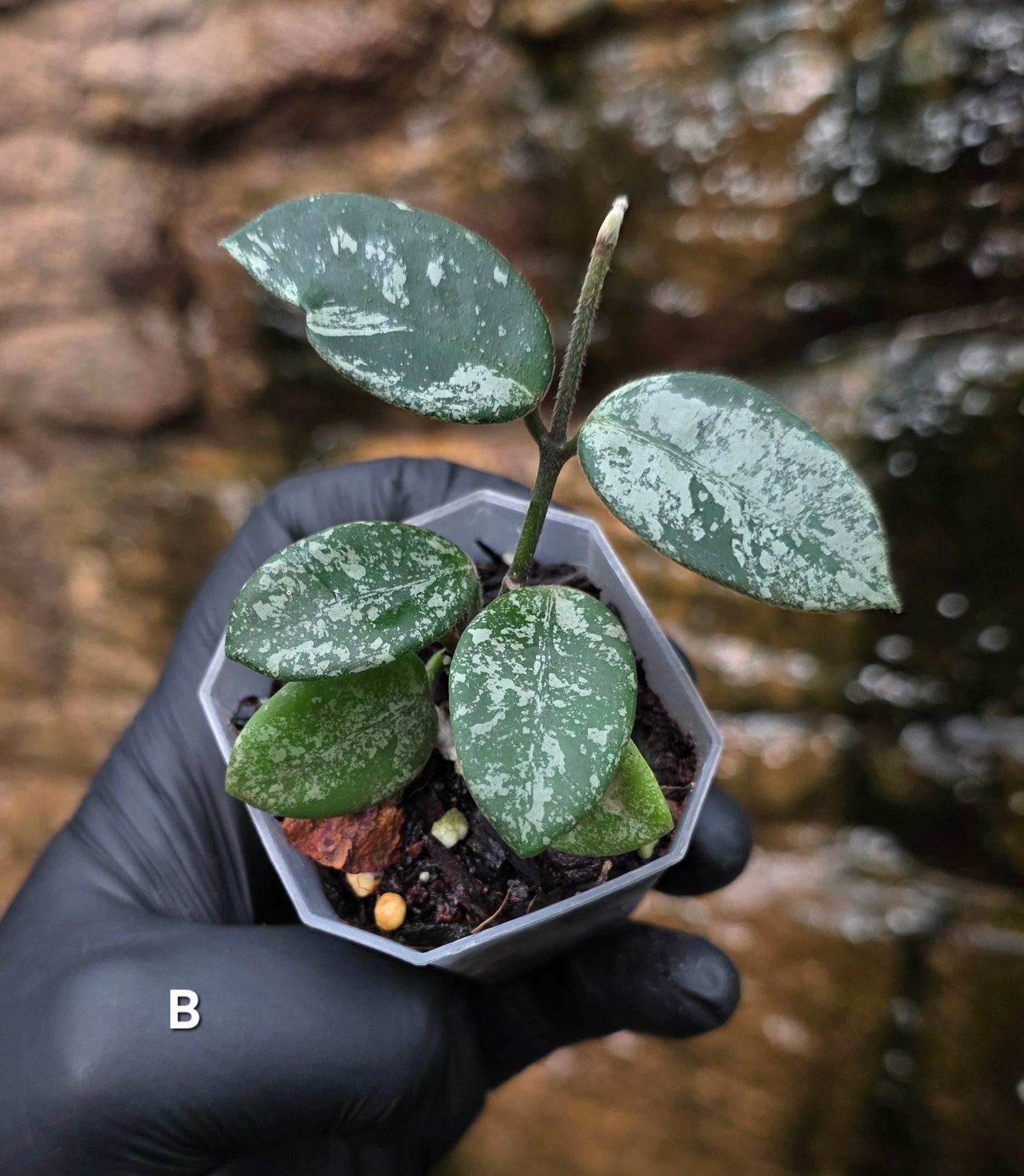 Hoya Mathilde Splash