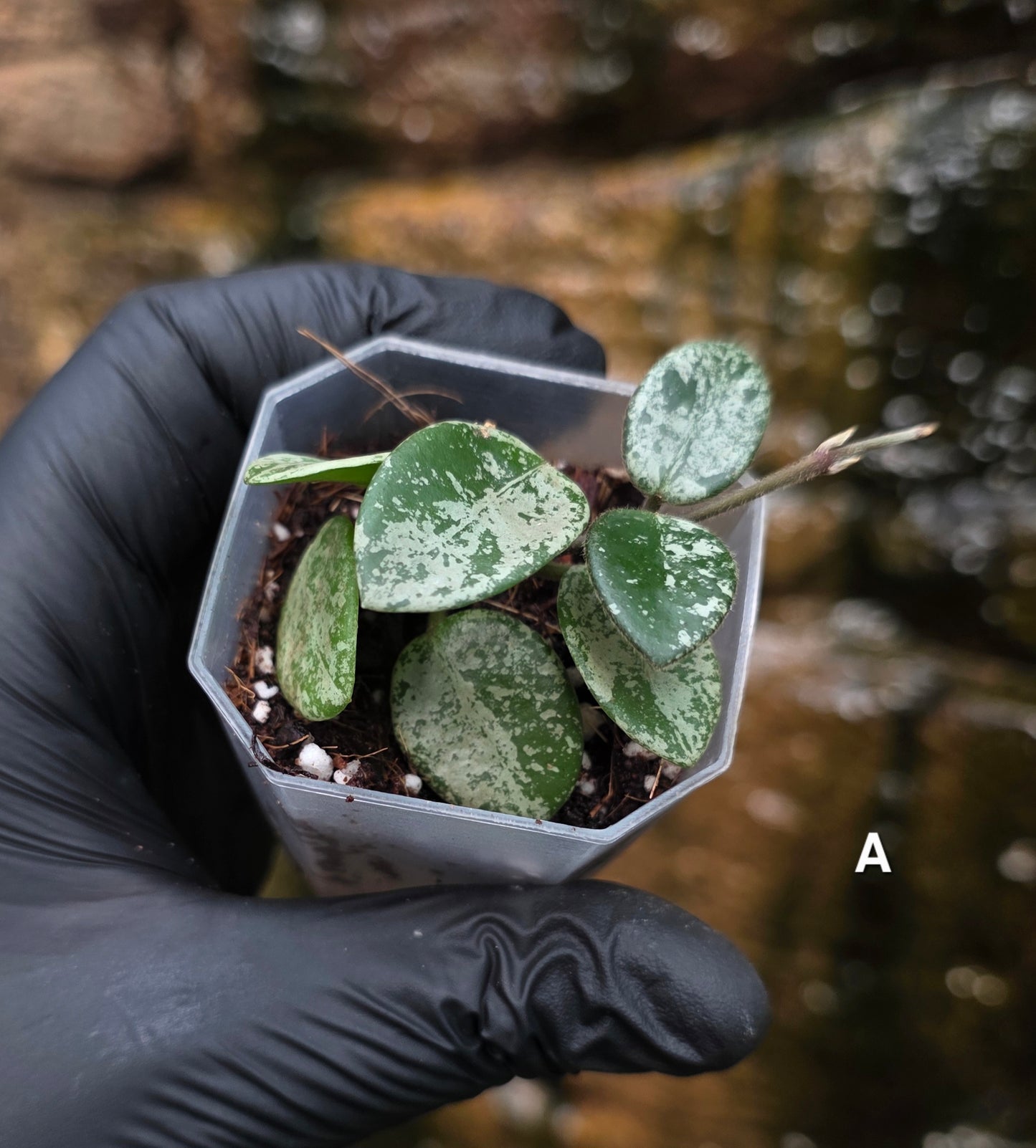 Hoya Mathilde Splash