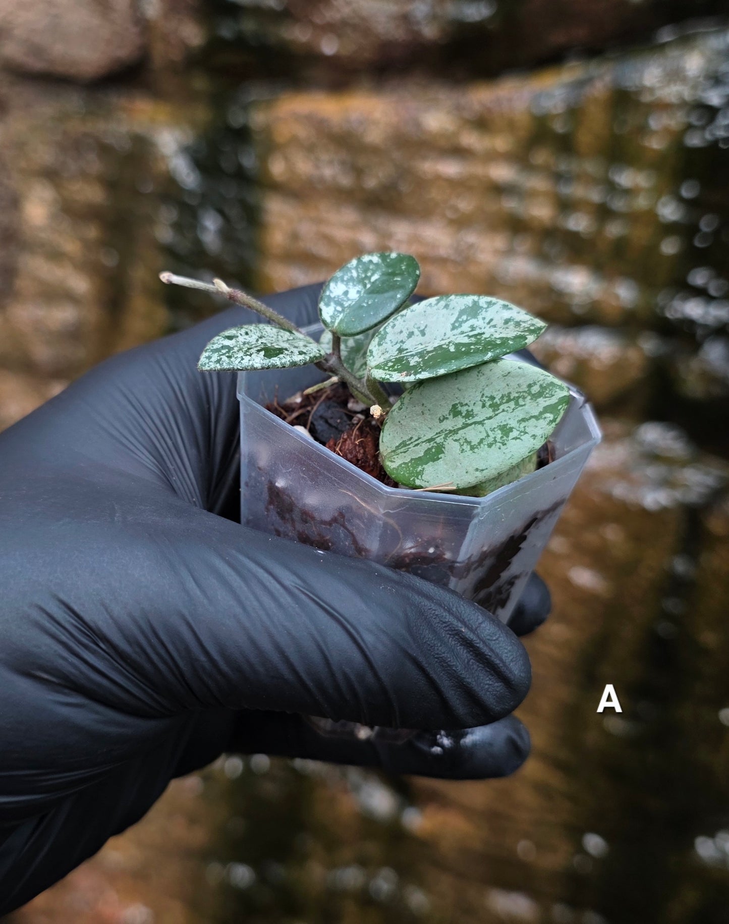 Hoya Mathilde Splash