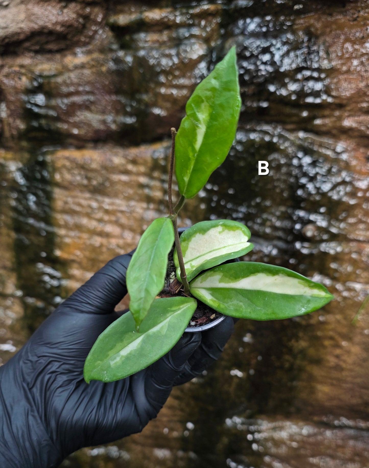 Hoya Krimson Princess
