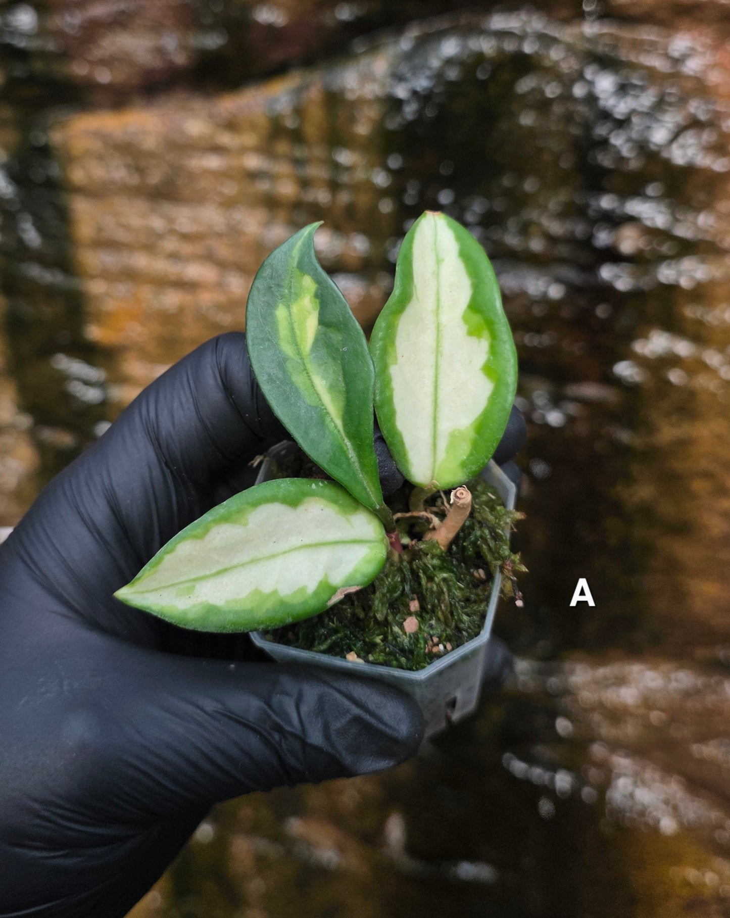 Hoya Krimson Princess