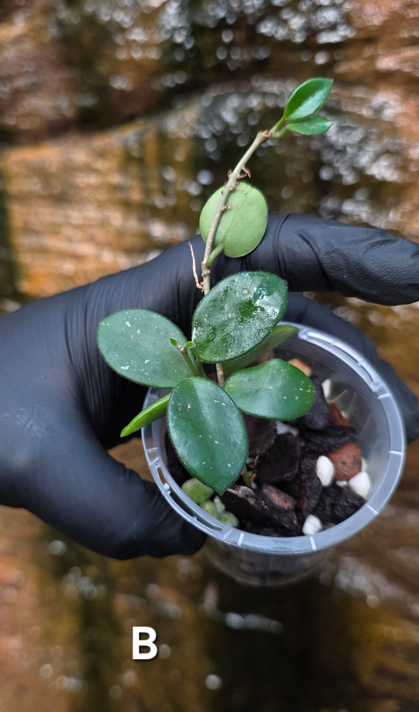 Hoya Mathilde