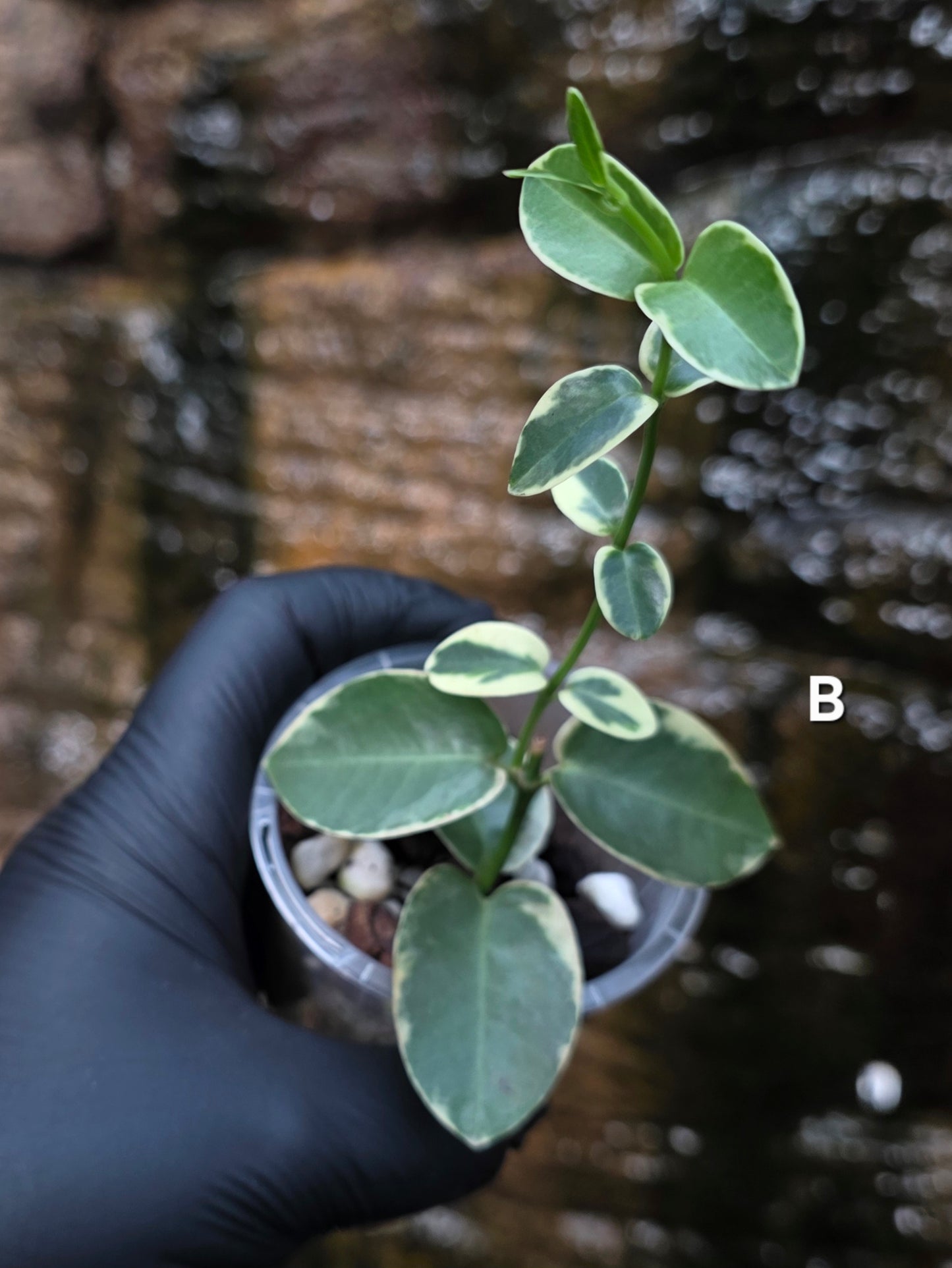 Variegated Hoya cumingiana