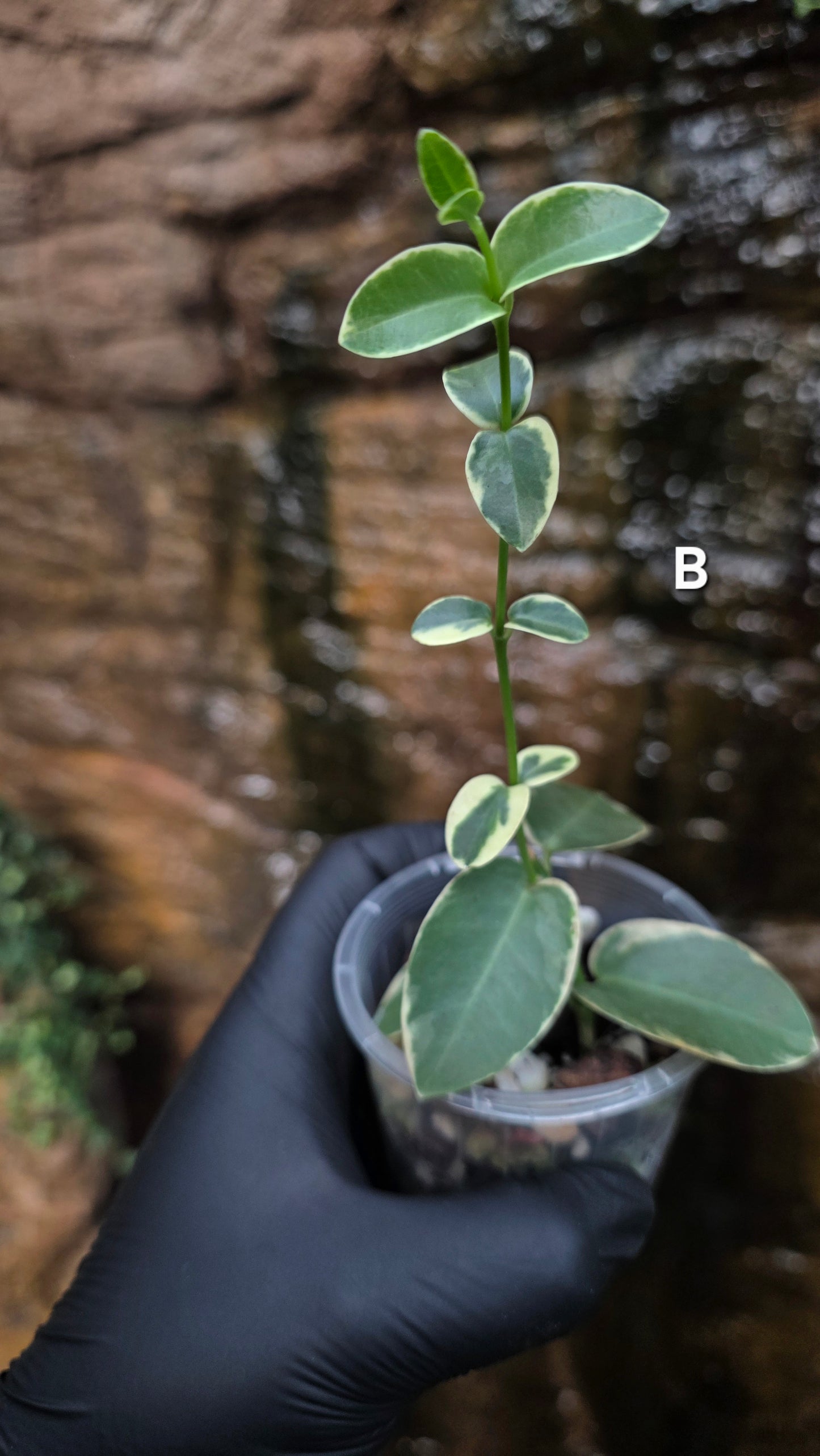 Variegated Hoya cumingiana