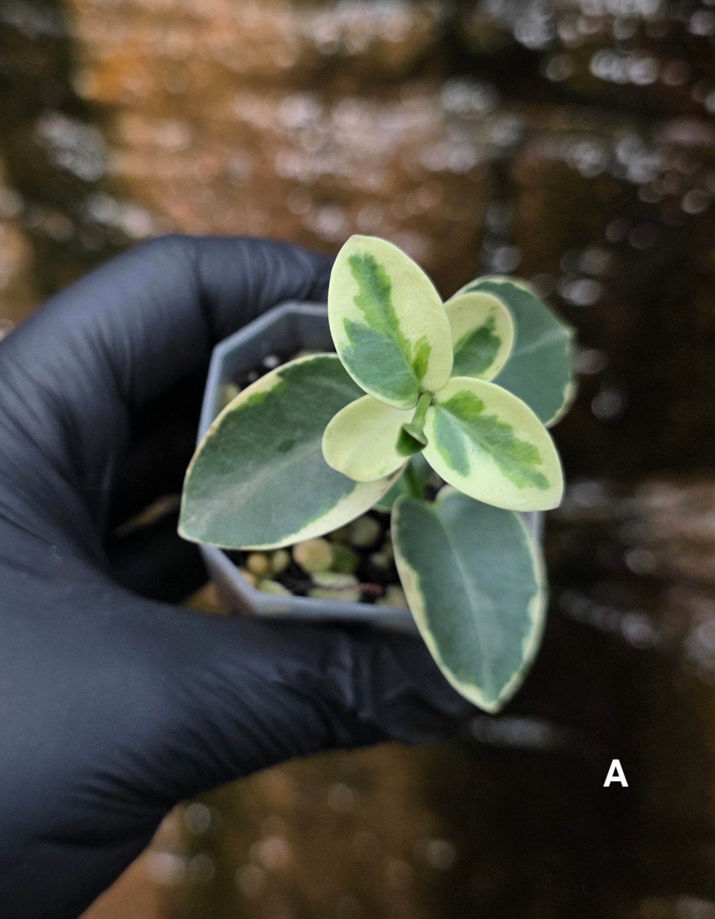 Variegated Hoya cumingiana