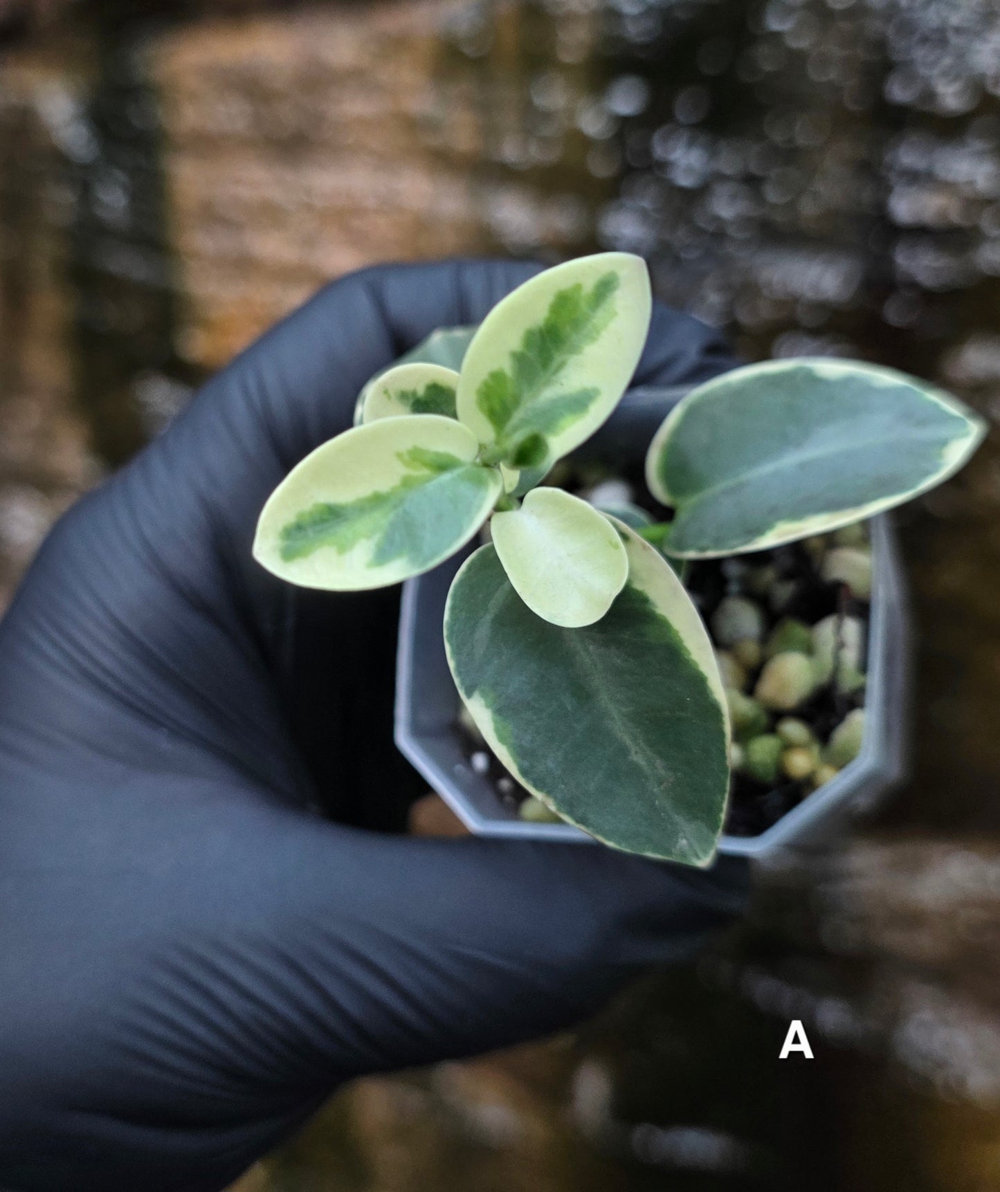 Variegated Hoya cumingiana