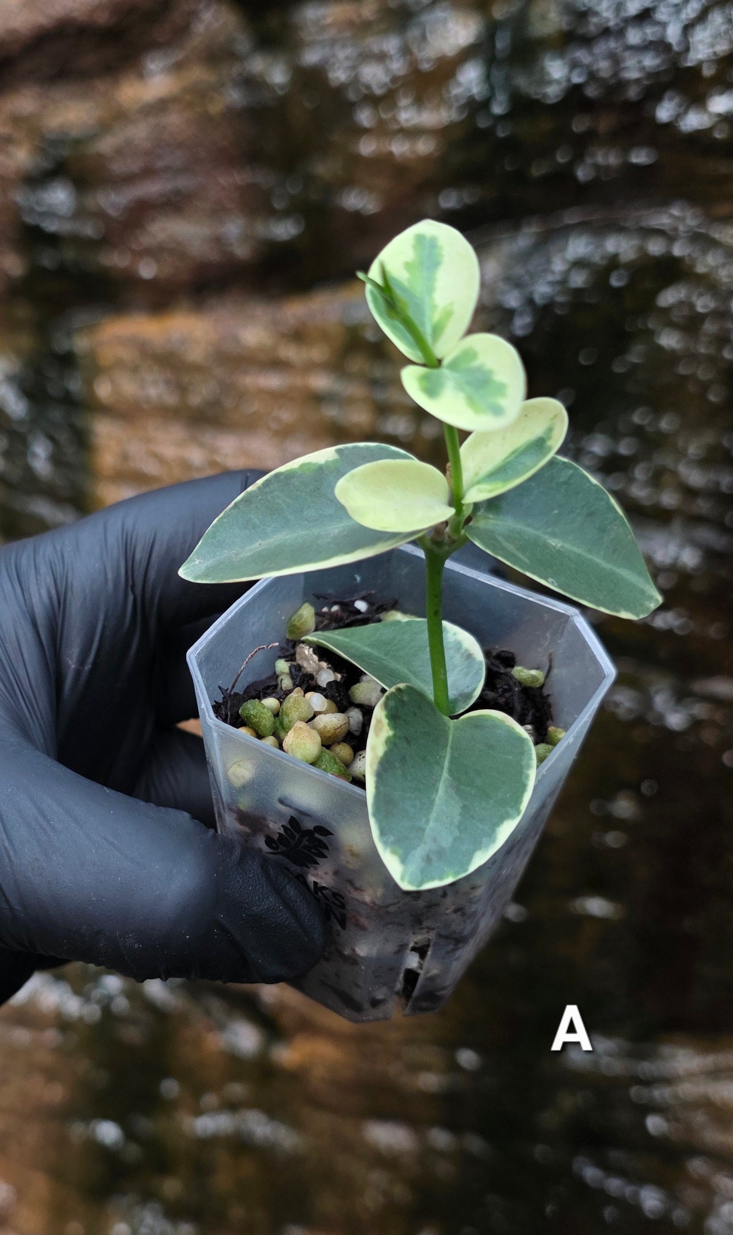 Variegated Hoya cumingiana