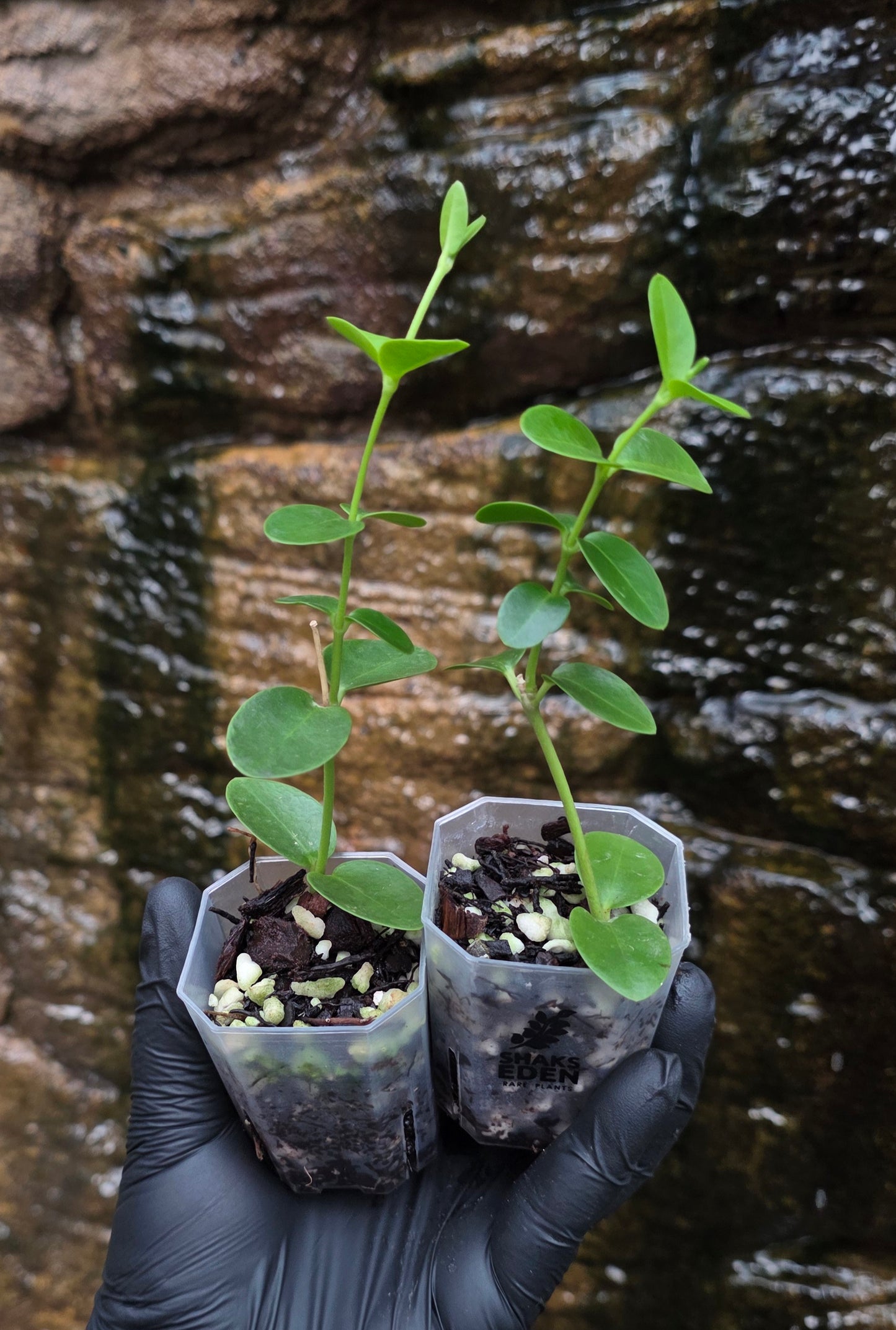 Hoya cumingiana