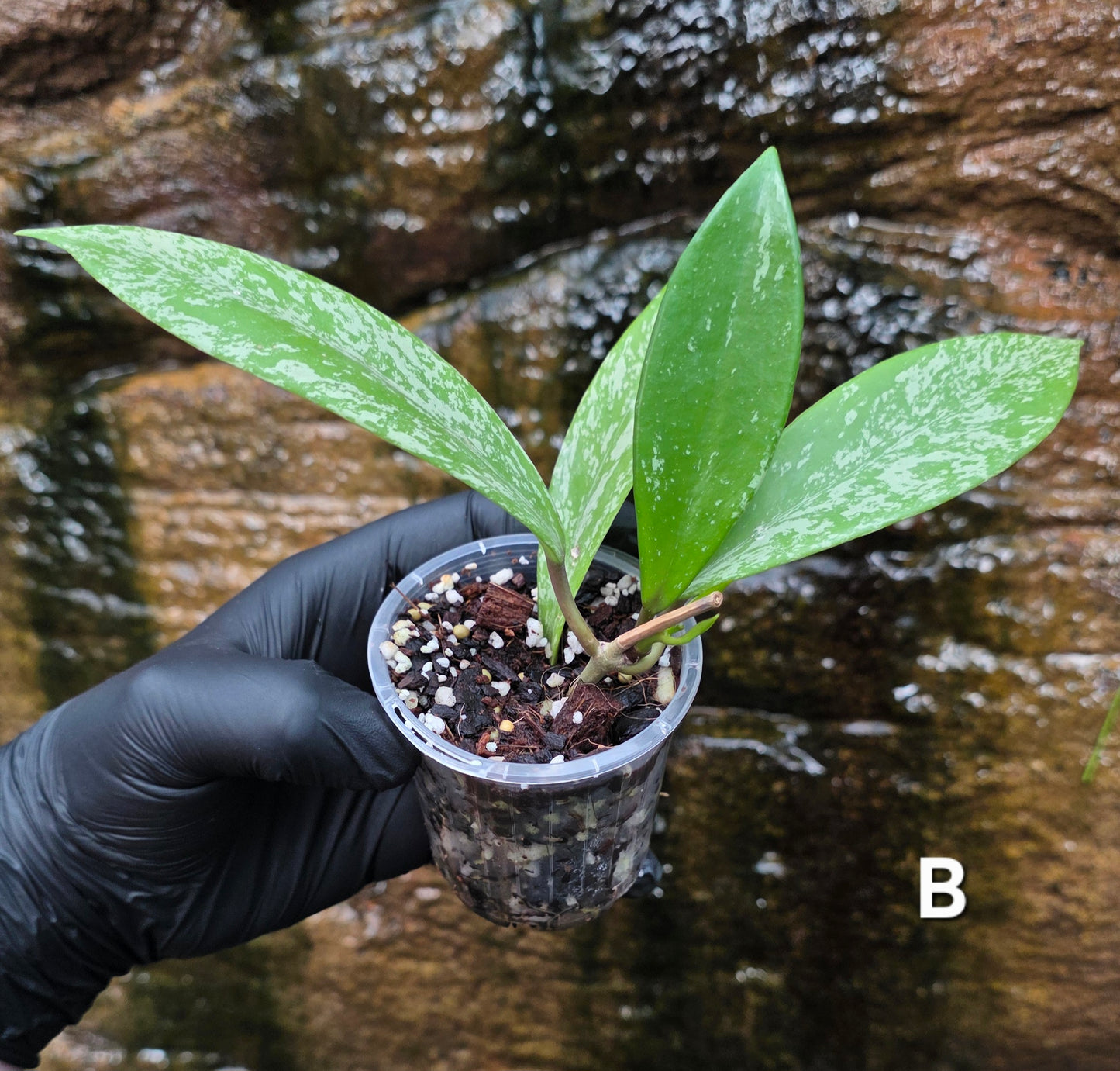 Hoya Pubicalyx Splash