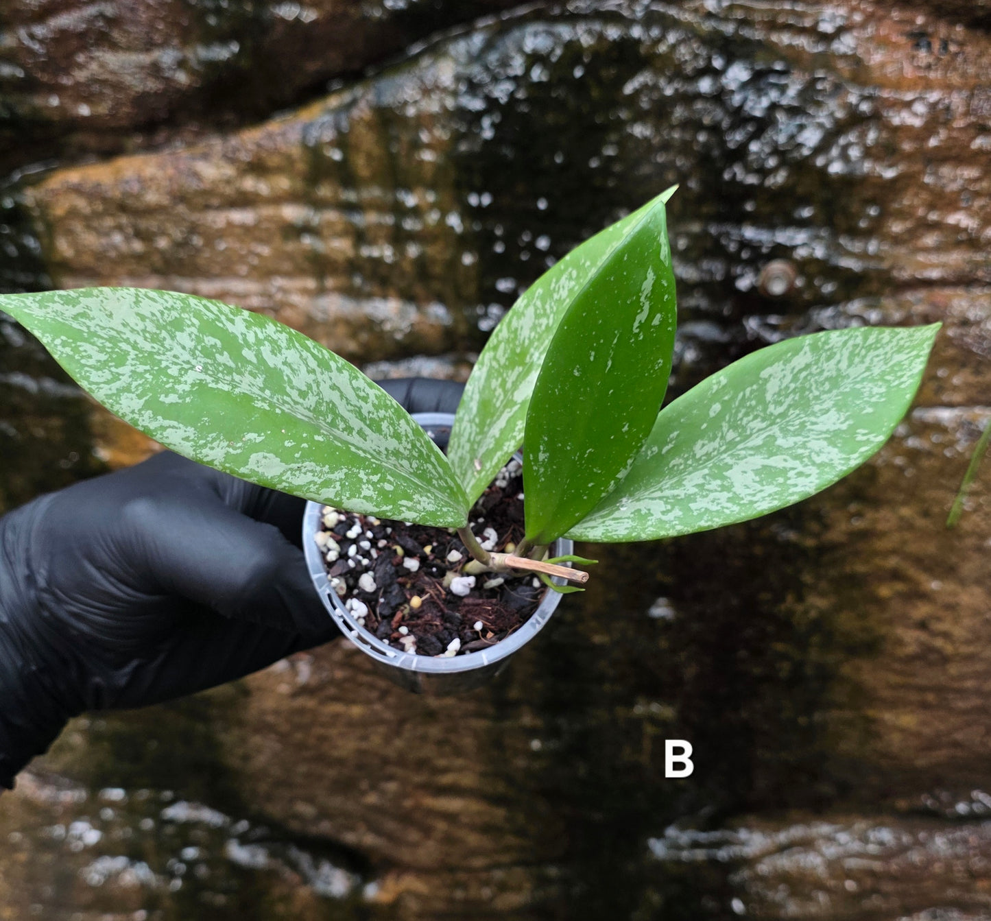 Hoya Pubicalyx Splash