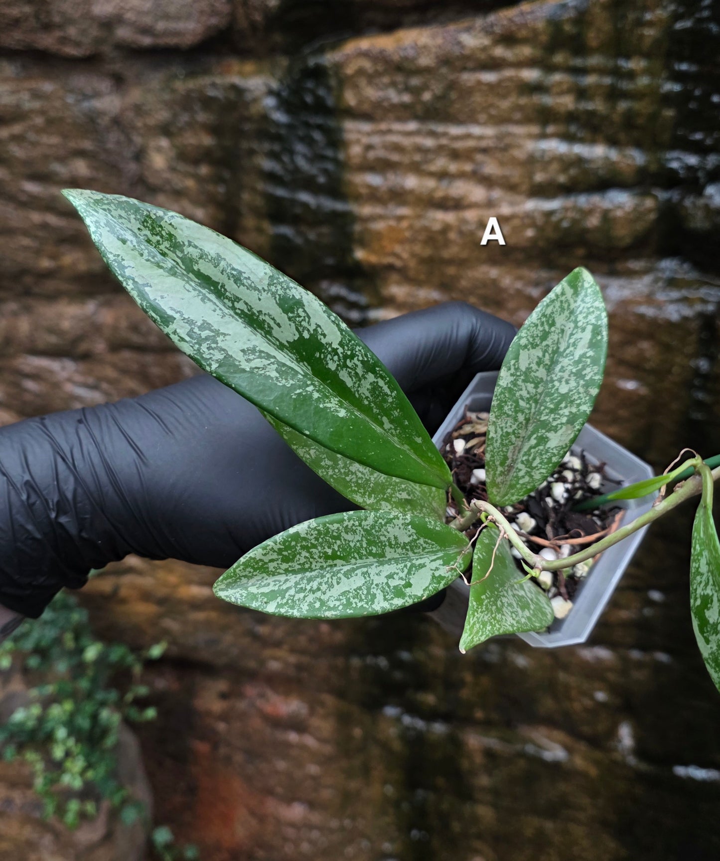 Hoya Pubicalyx Splash