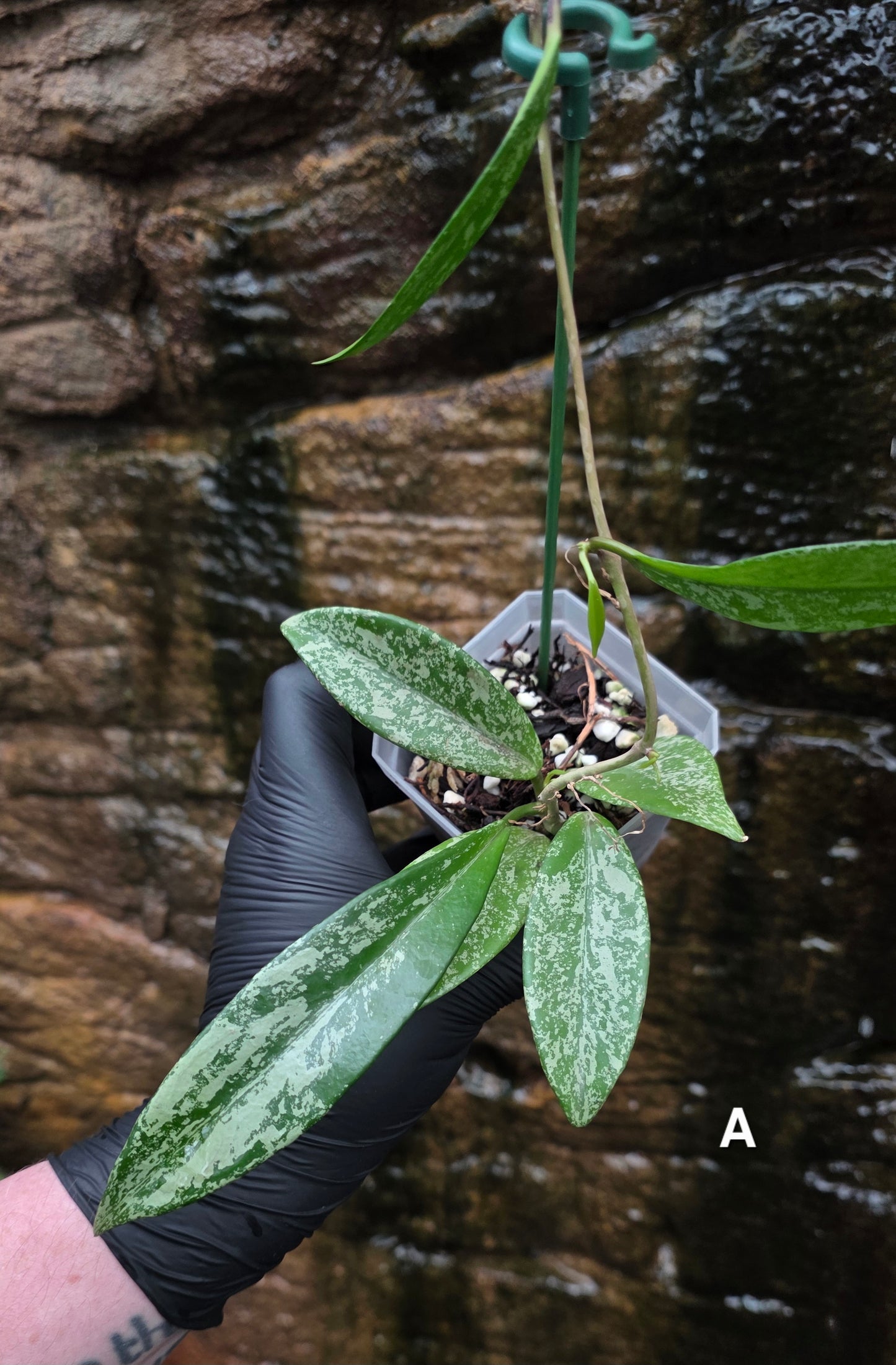 Hoya Pubicalyx Splash