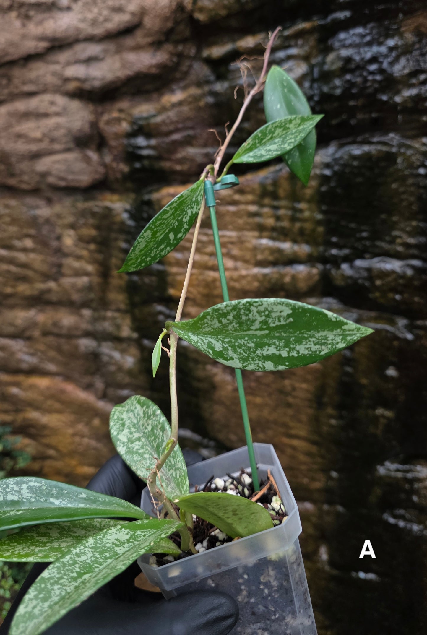 Hoya Pubicalyx Splash