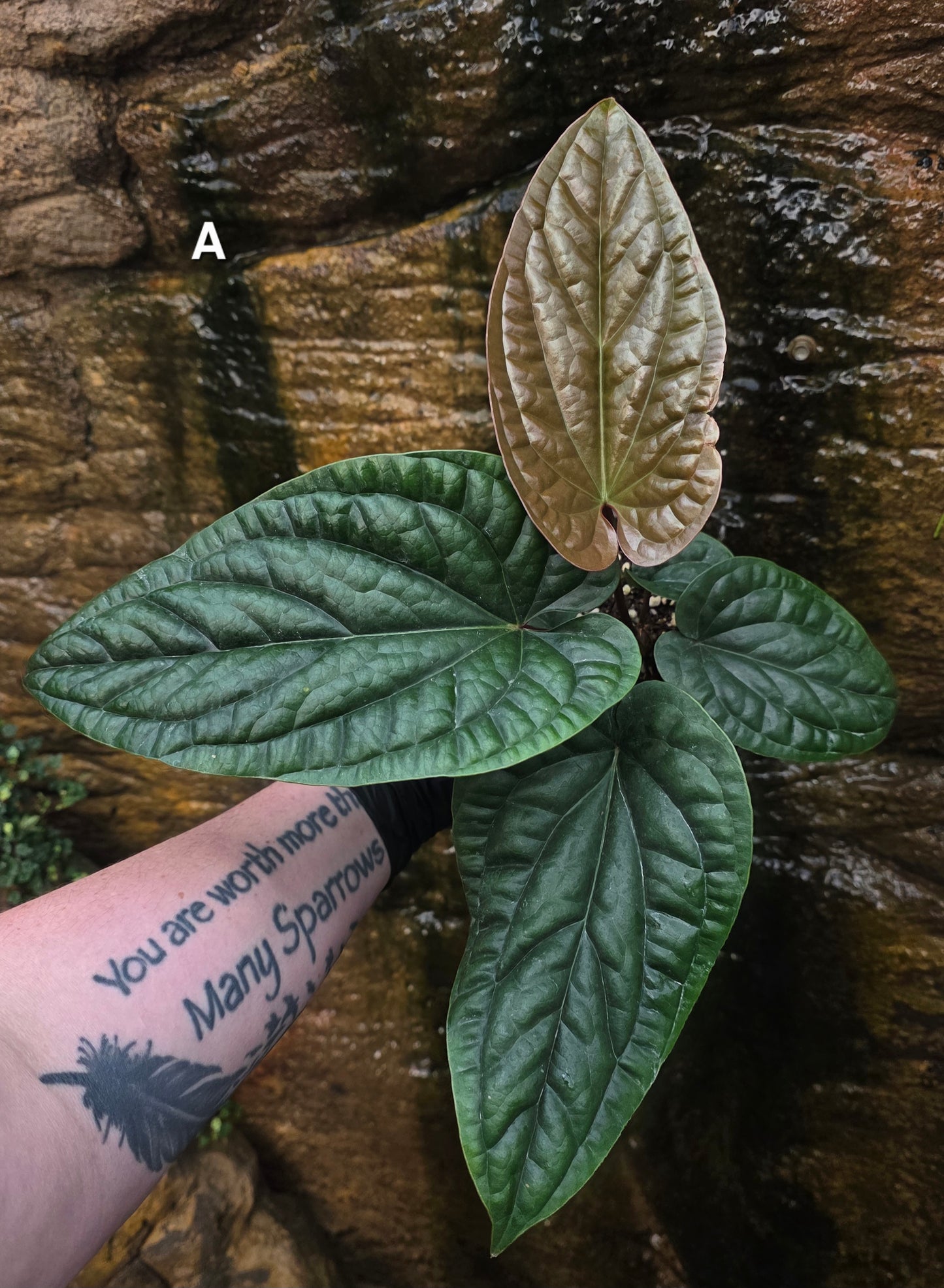 Anthurium Luxurians x Radicans
