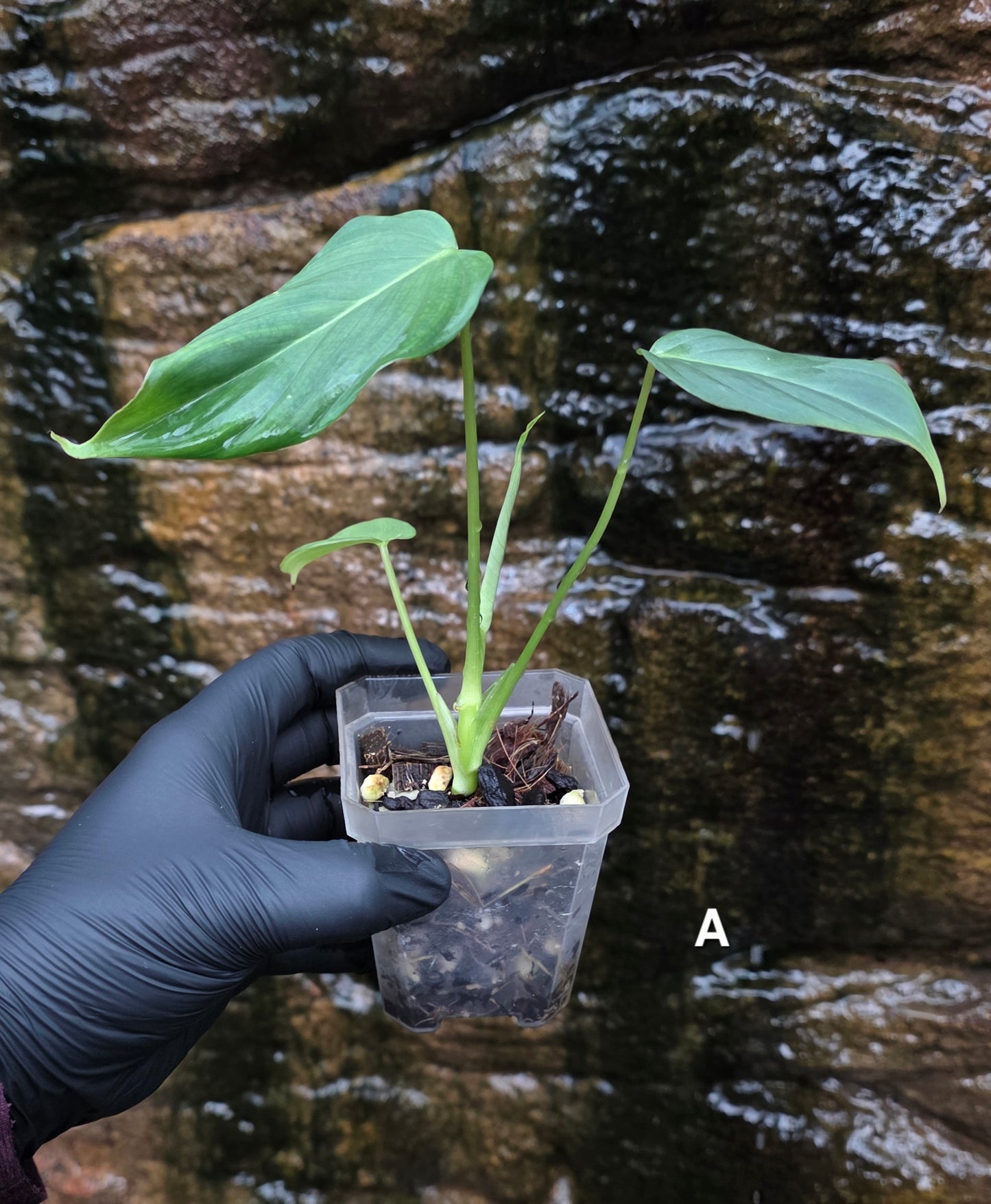 NEW HYBRID* Philodendron Dean McDowell x Glorious