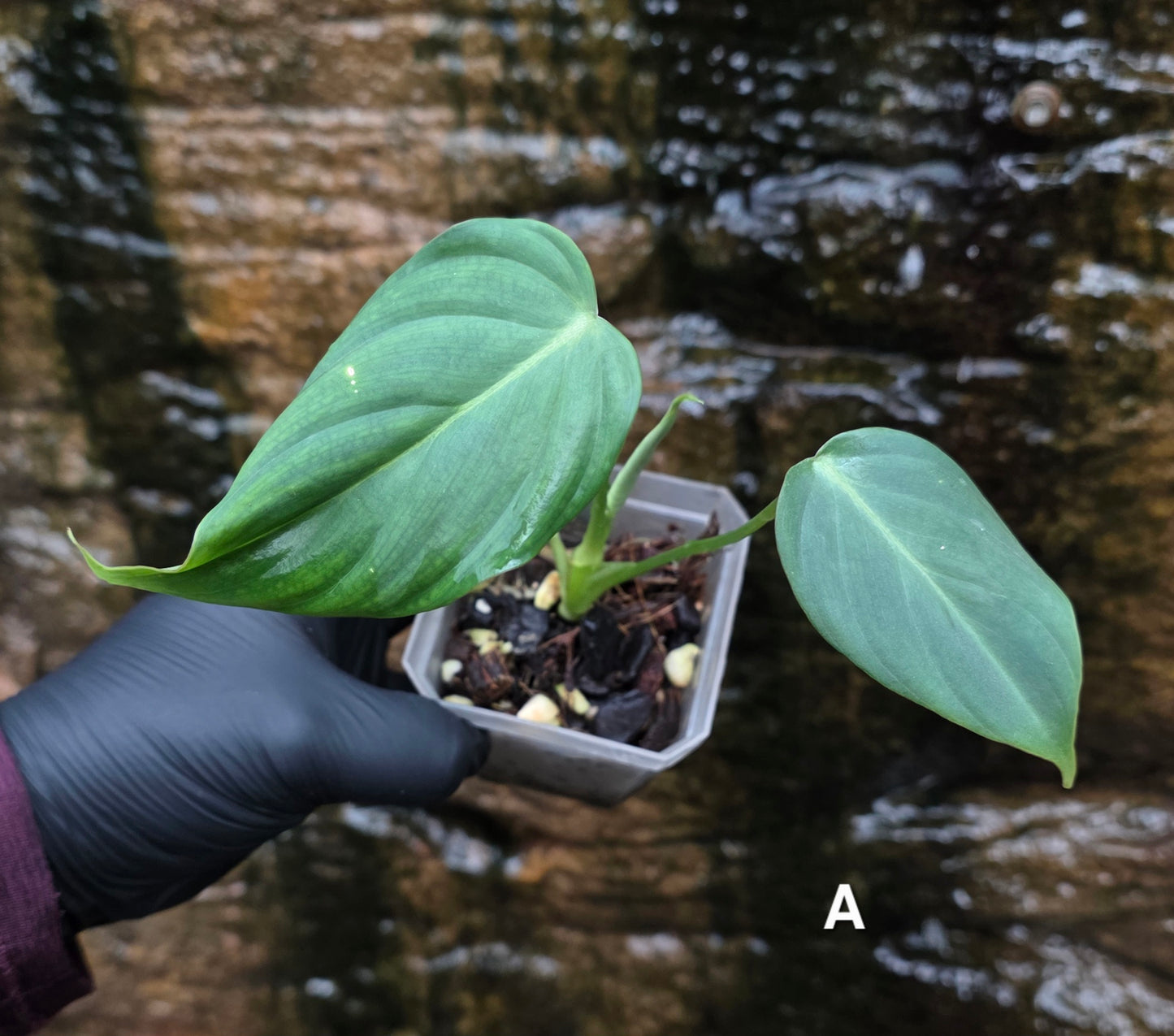 NEW HYBRID* Philodendron Dean McDowell x Glorious