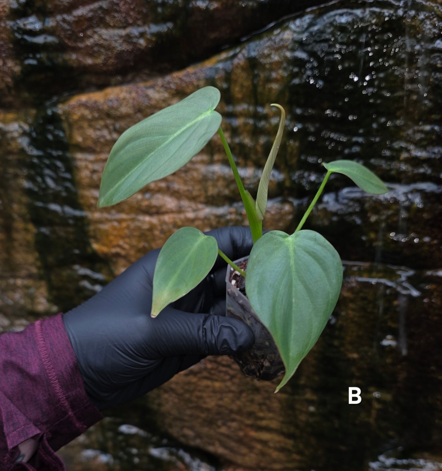 NEW HYBRID* Philodendron Dean McDowell x Glorious