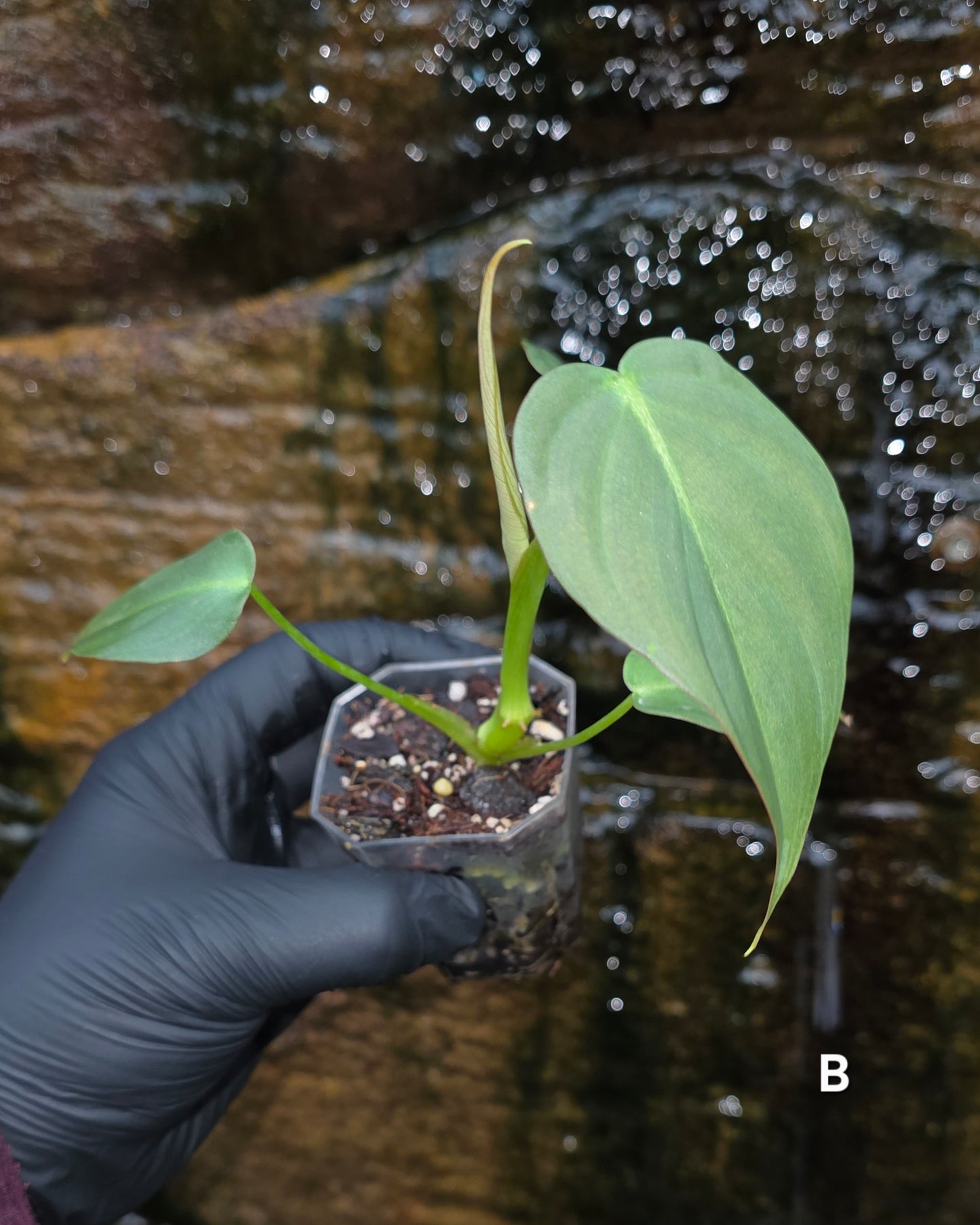NEW HYBRID* Philodendron Dean McDowell x Glorious