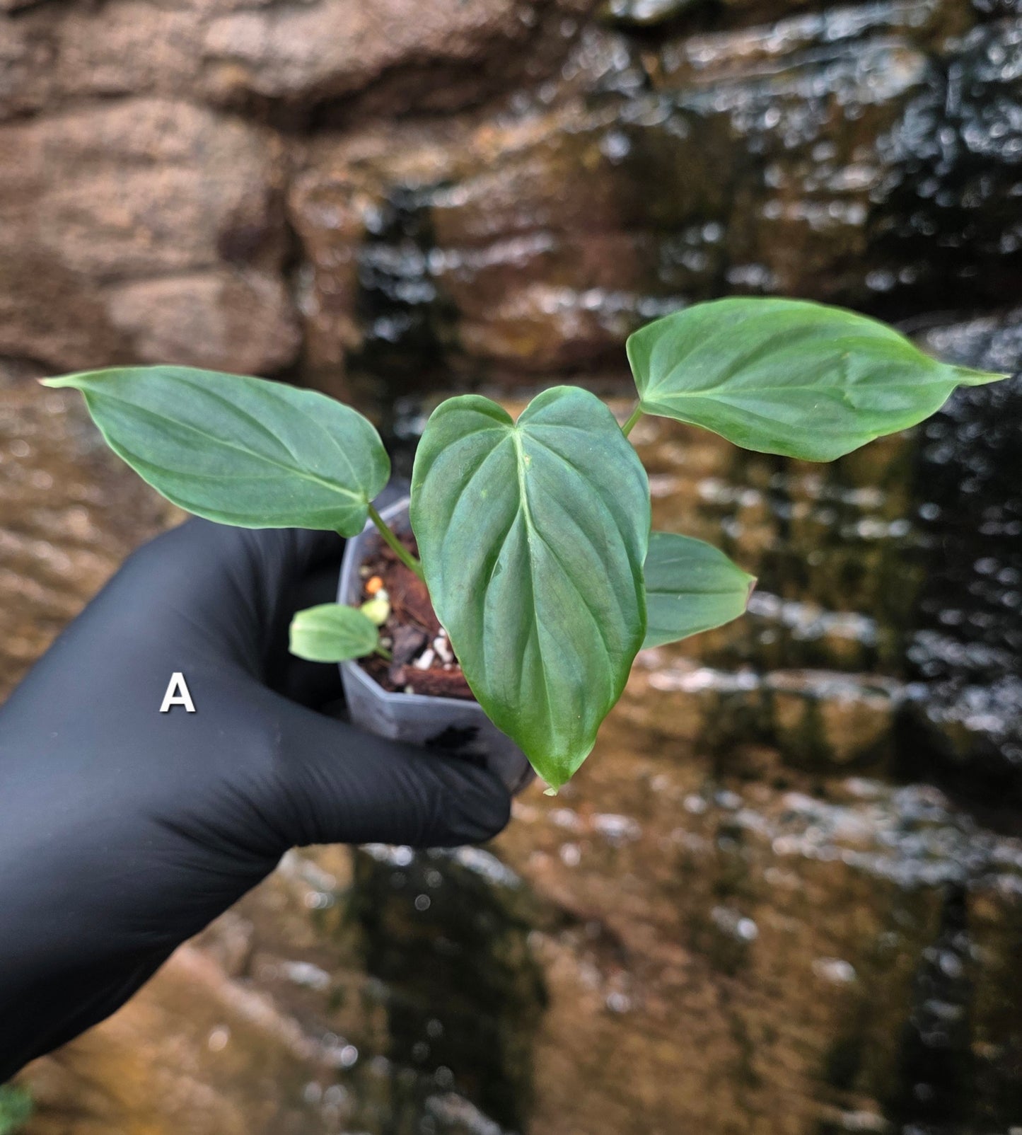 NEW RELEASE AS OF 16/06/25 Philodendron Verrucosum x Majestic