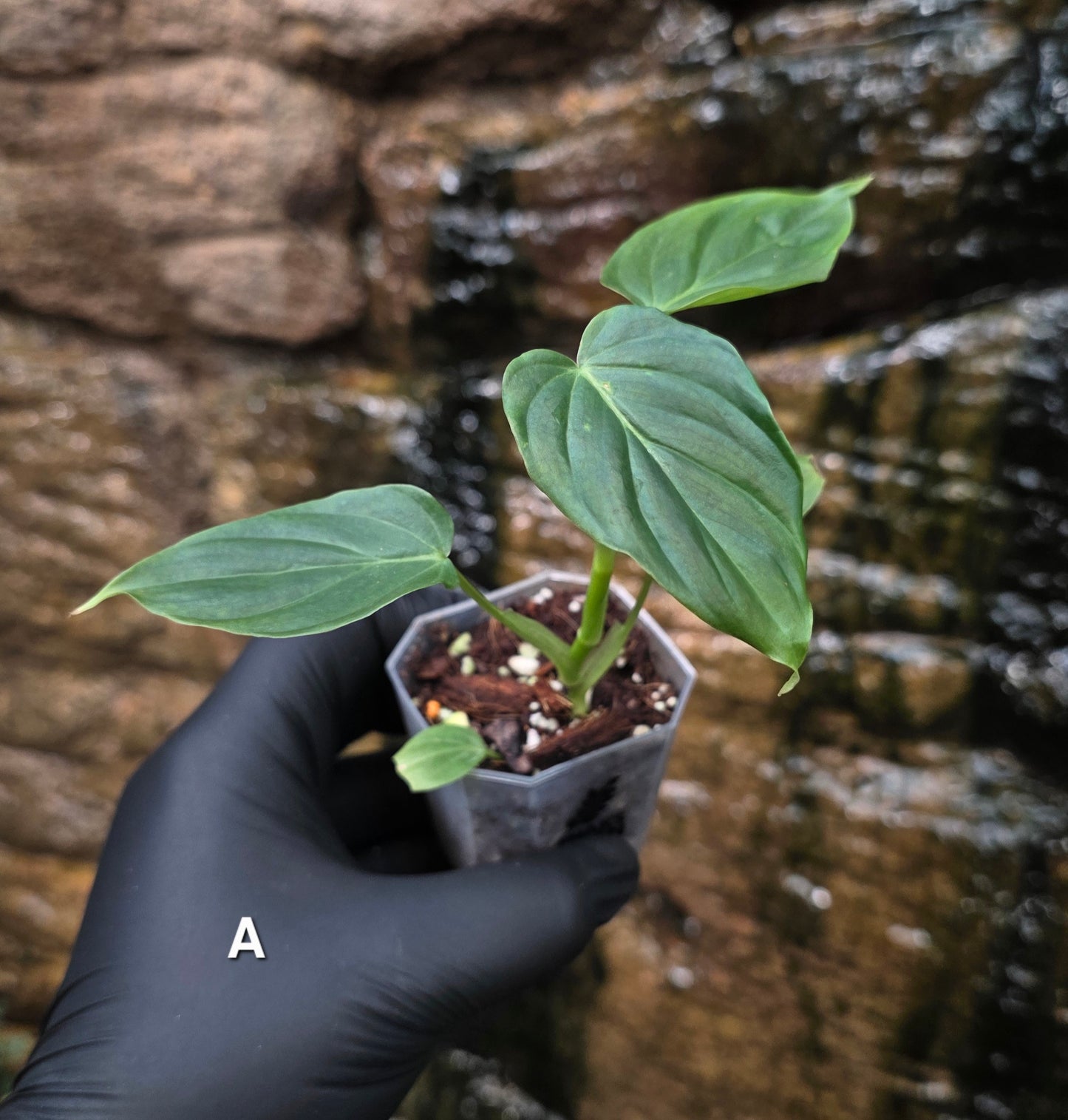 NEW RELEASE AS OF 16/06/25 Philodendron Verrucosum x Majestic