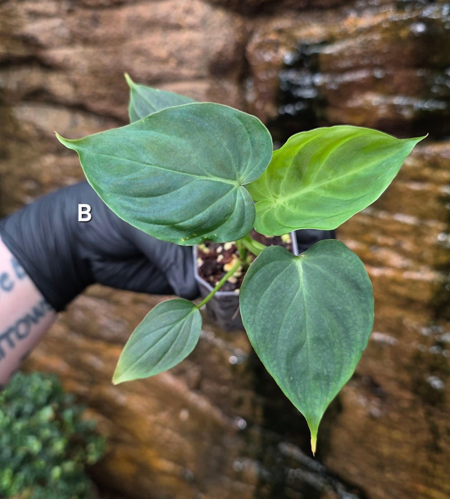 NEW RELEASE AS OF 16/06/25 Philodendron Verrucosum x Majestic