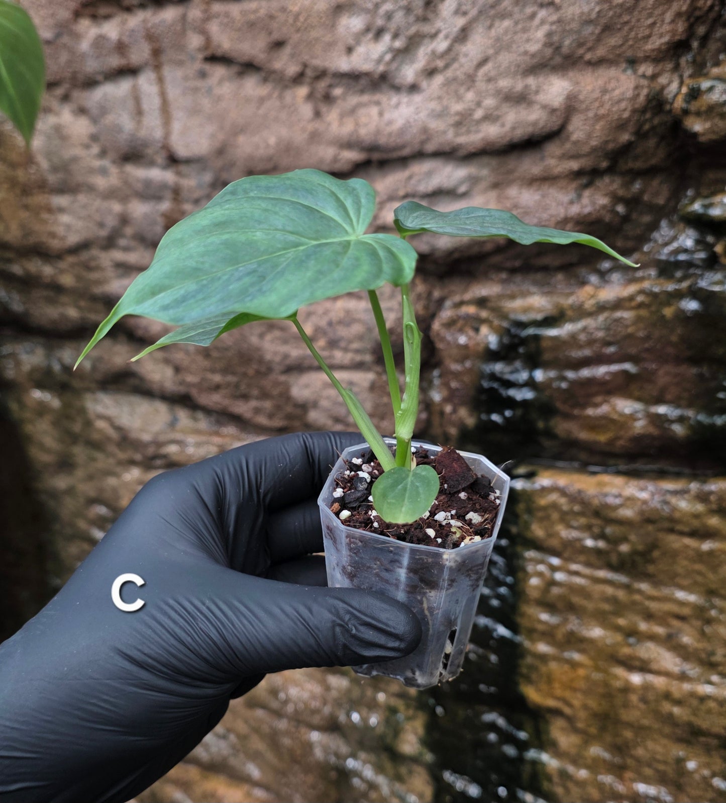 NEW RELEASE AS OF 16/06/25 Philodendron Verrucosum x Majestic