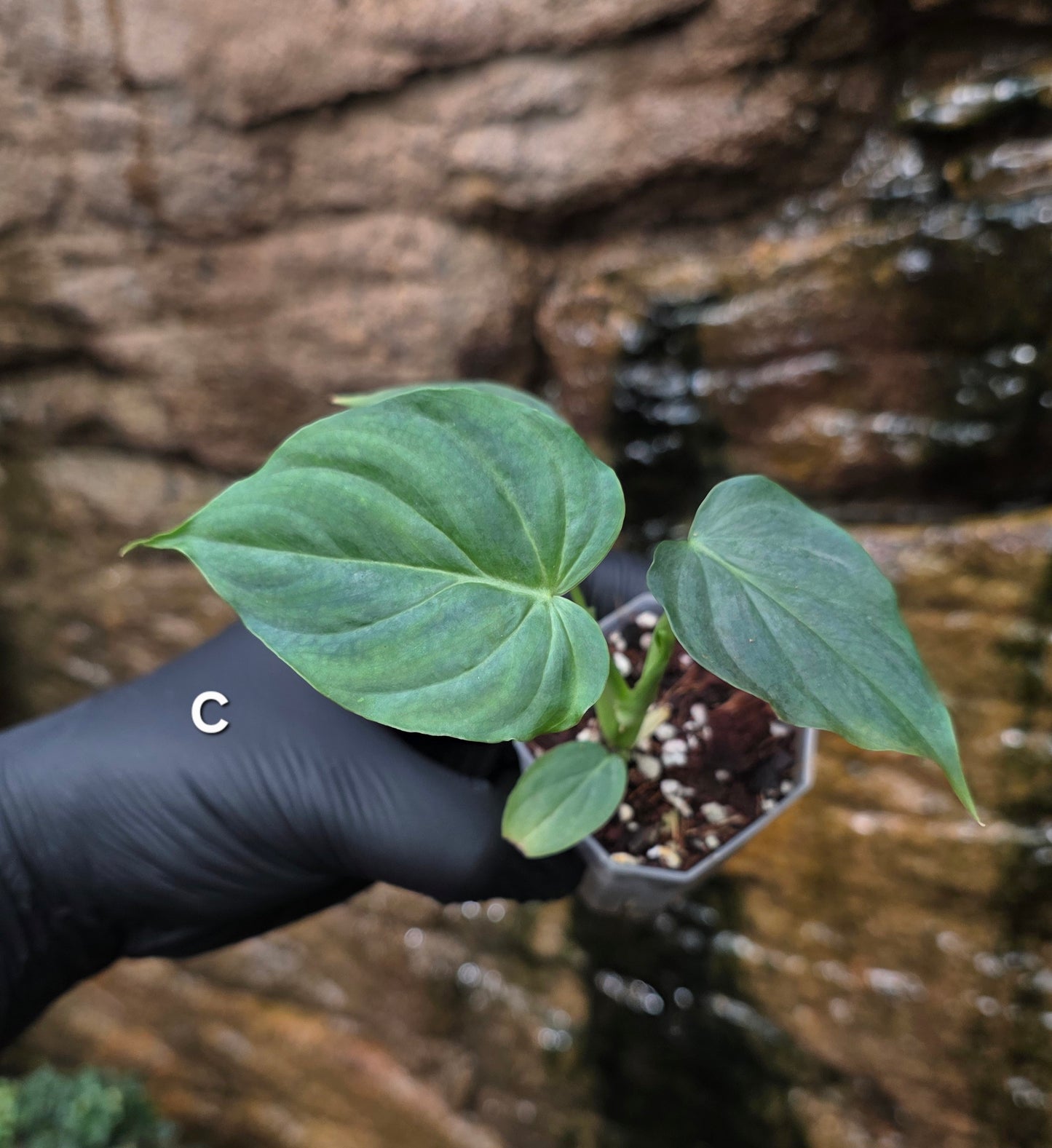 NEW RELEASE AS OF 16/06/25 Philodendron Verrucosum x Majestic