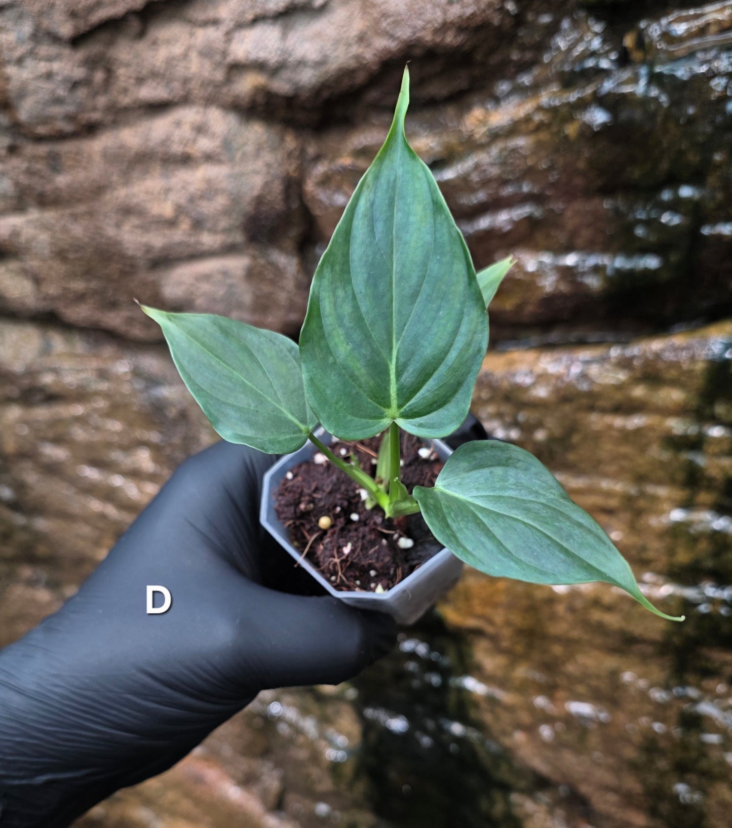 NEW RELEASE AS OF 16/06/25 Philodendron Verrucosum x Majestic
