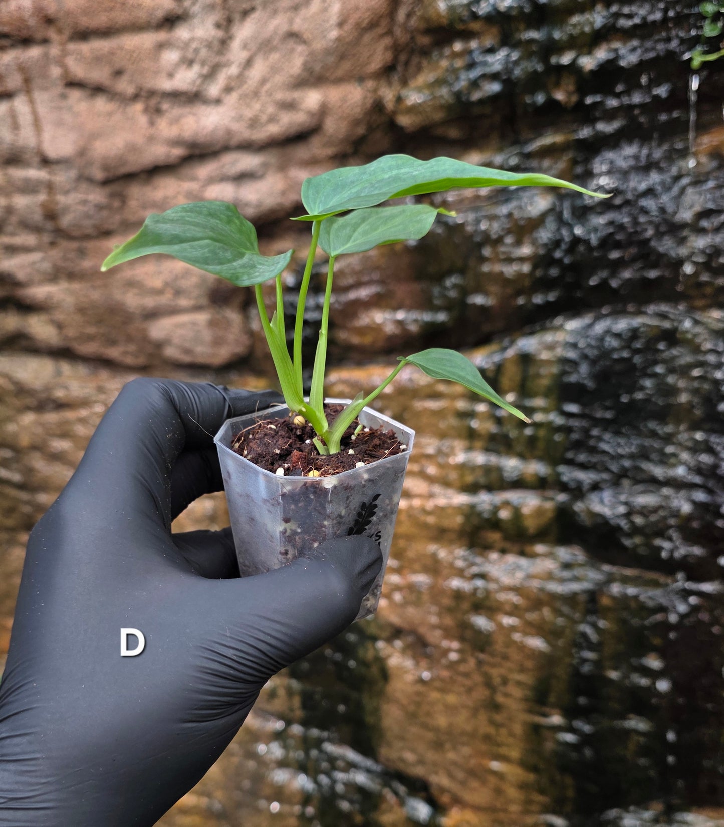 NEW RELEASE AS OF 16/06/25 Philodendron Verrucosum x Majestic