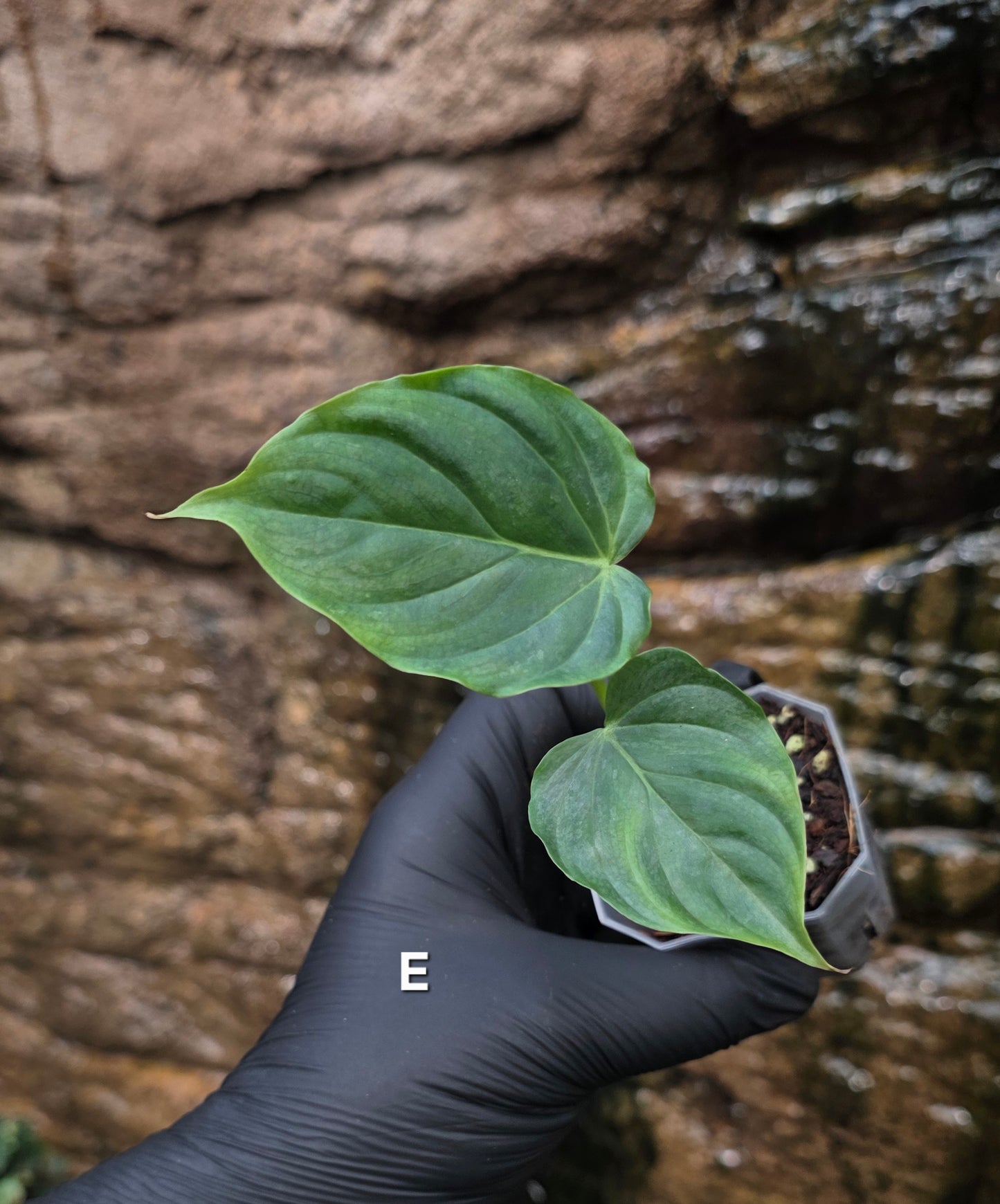 NEW RELEASE AS OF 16/06/25 Philodendron Verrucosum x Majestic