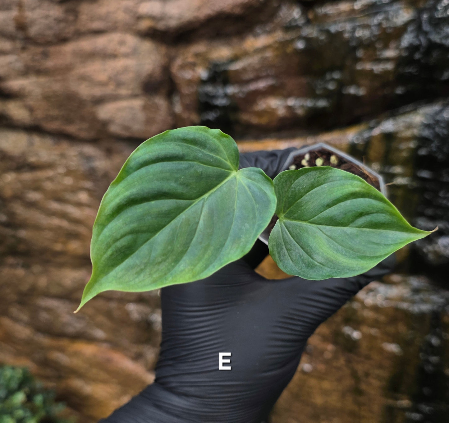 NEW RELEASE AS OF 16/06/25 Philodendron Verrucosum x Majestic